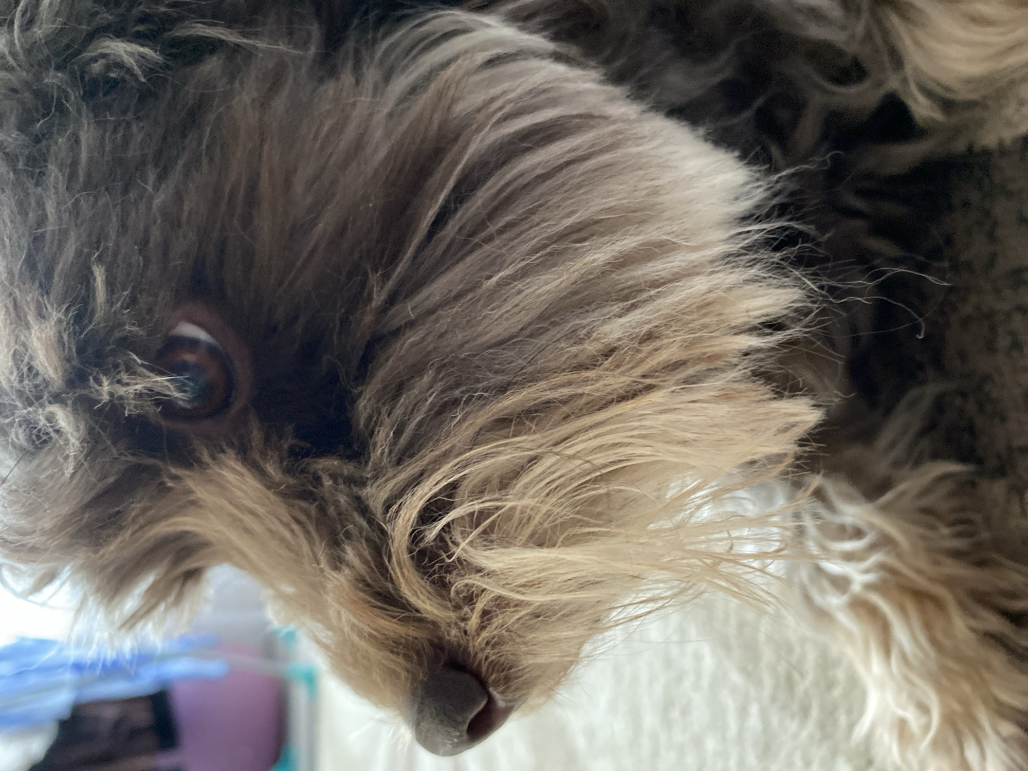 A close-up, tilted perspective shows a small, furry dog with a brown eye, a dark nose, and shaggy gray and tan fur. A glimpse of a white surface and blurred pastel colors can be seen in the lower left. There is no indication of a location within Chaikovsky, Russia.