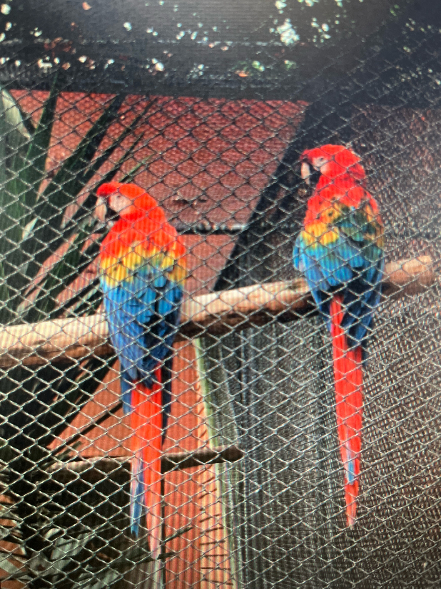 The image shows two scarlet macaws perched on a wooden branch inside a cage. The macaws are vibrantly colored with red, yellow, blue, and green feathers. The cage appears to be made of metal mesh. In the background, there are some green leaves and a reddish-brown textured surface. The lighting suggests it is daytime. The location is not specified within the image or its context to be Sejahtera, Indonesia.