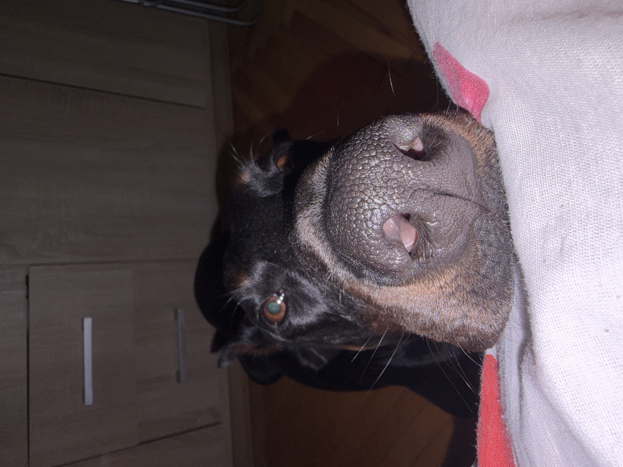 A close-up, low-angle shot shows the face of a black Doberman Pinscher, its wet nose prominently featured in the foreground. The dog's snout is textured with dark, leathery skin and appears to be resting on a white fabric, possibly a blanket or bedspread, with a sliver of red fabric visible to the left. The dog's eyes are partially visible, with one showing a greenish-brown iris reflecting light. Behind the dog, a wooden cabinet with two horizontal handles is visible, suggesting an indoor domestic setting. The background is dimly lit, with the floor appearing to be made of wood planks. The scene is set in an interior of a residence in the city of Sofia, Bulgaria.