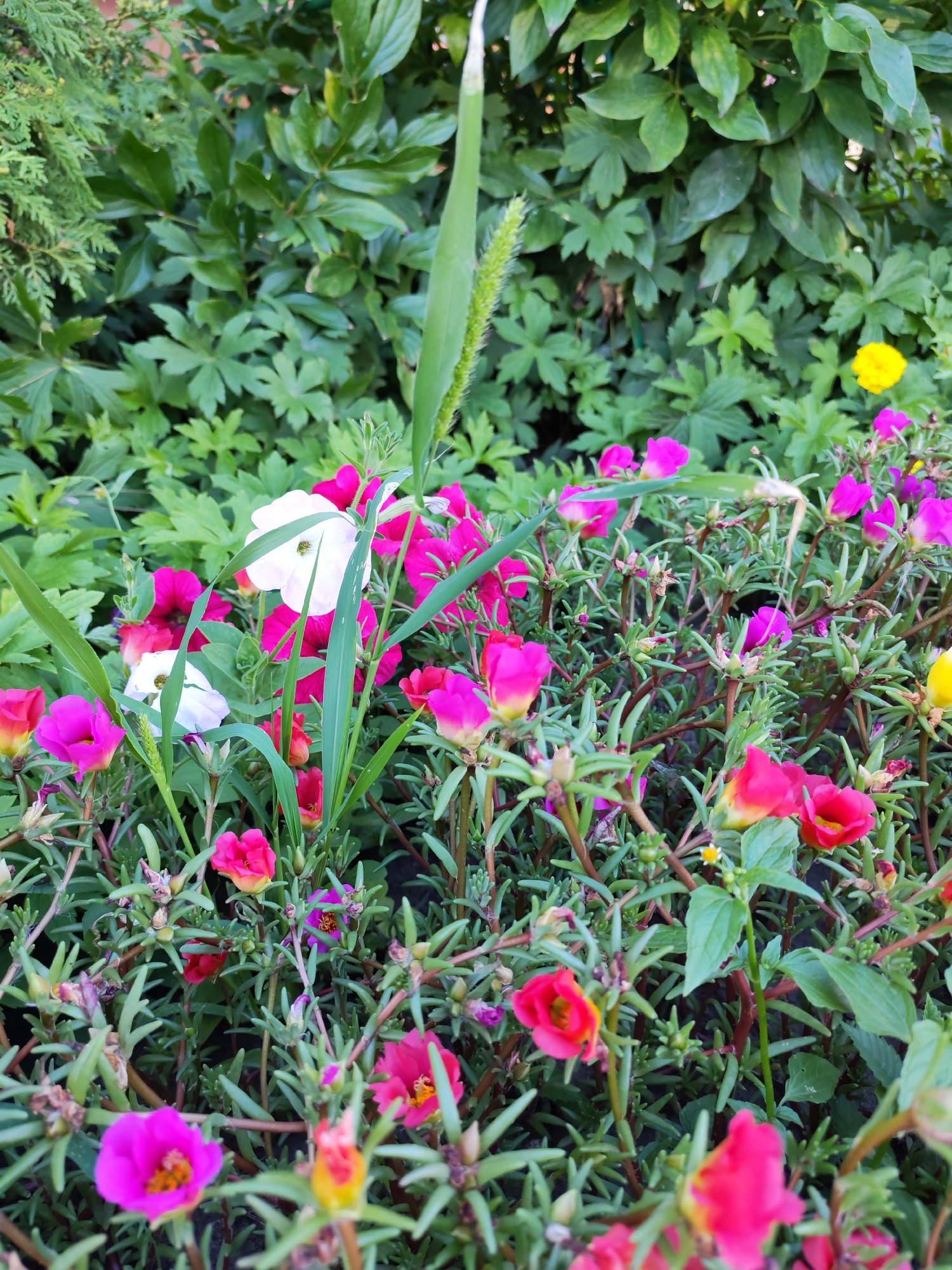 The image displays a close-up of a garden bed filled with portulaca flowers in various shades of pink, white, and yellow, interspersed with lush green foliage. Several of the pink flowers are in full bloom, showcasing their delicate petals and bright centers. Two white flowers stand out amidst the vibrant pinks. The scene is dense with the portulaca plants, their fleshy stems and leaves creating a textured carpet of green. In the background, larger green leaves and some evergreen foliage provide a backdrop. A single stalk of tall grass with a feathery top emerges from the center of the frame, adding a vertical element to the composition. The lighting suggests it is daytime, with some shadows indicating the sun's position. The image does not depict any people or specific city landmarks.