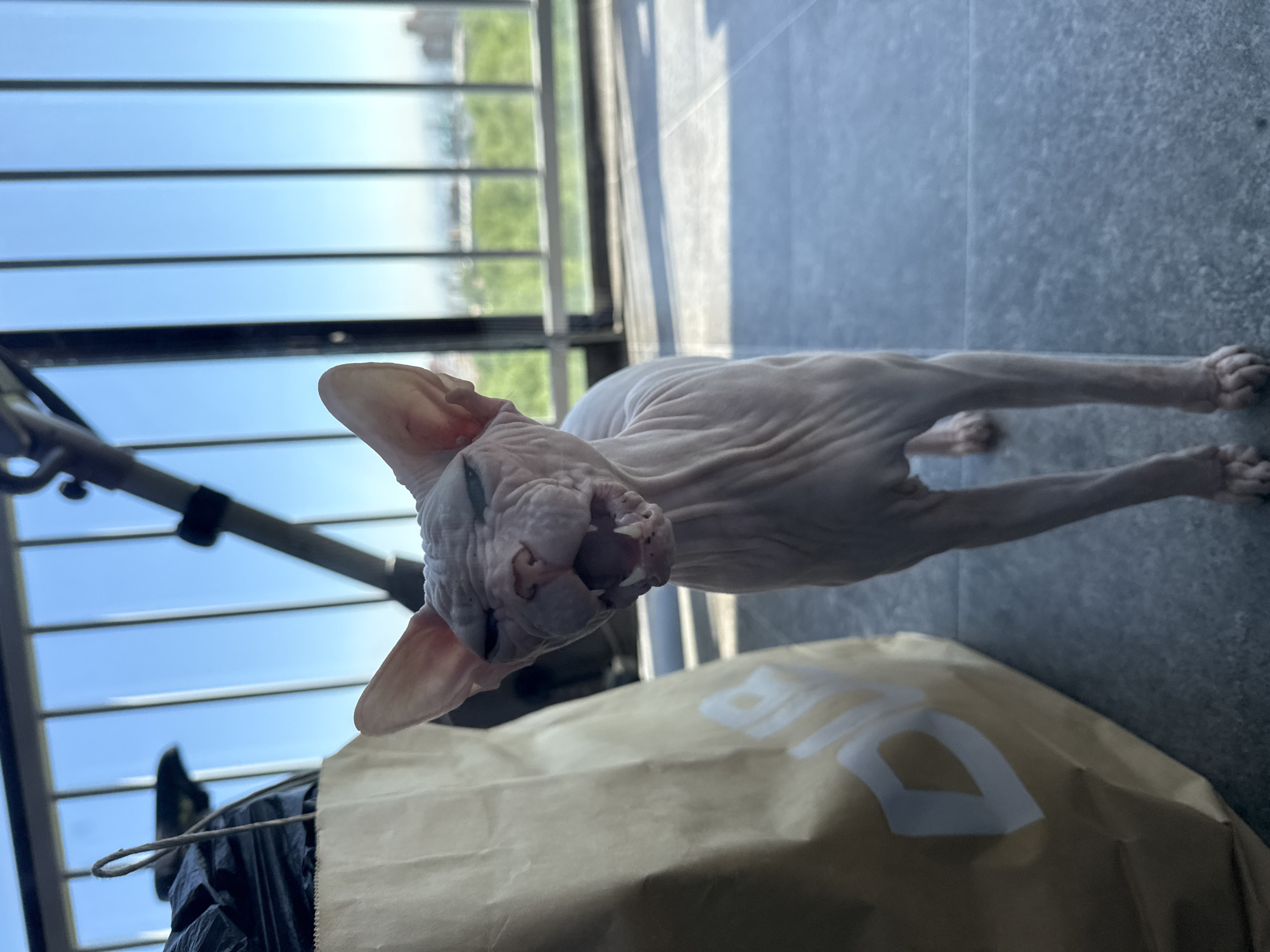 A Sphynx cat is the central subject of this brightly lit, rotated photograph. The hairless cat, with light pinkish-grey skin and prominent ears, is stretched out on a dark, tiled or concrete floor. It is positioned with its body extending horizontally across the frame (when viewed upright), and its head turned towards the camera, looking upwards. Its mouth is wide open, revealing the inside, suggesting it might be meowing, yawning, or panting.
To the left of the cat's head (bottom of the image when viewed upright) is a crumpled brown paper bag with large, stylized white text or a logo visible on its surface. Next to the bag is a black plastic bag. Behind these items and the cat is a metal railing, suggesting the setting is a balcony or a large window. Beyond the railing, a clear blue sky is visible, with distant greenery and what appear to be buildings, indicating an outdoor view, possibly of a city or residential area. The scene is bathed in natural daylight, creating clear shadows and highlights. The overall impression is one of a domestic animal in a sunlit outdoor or semi-outdoor space.
