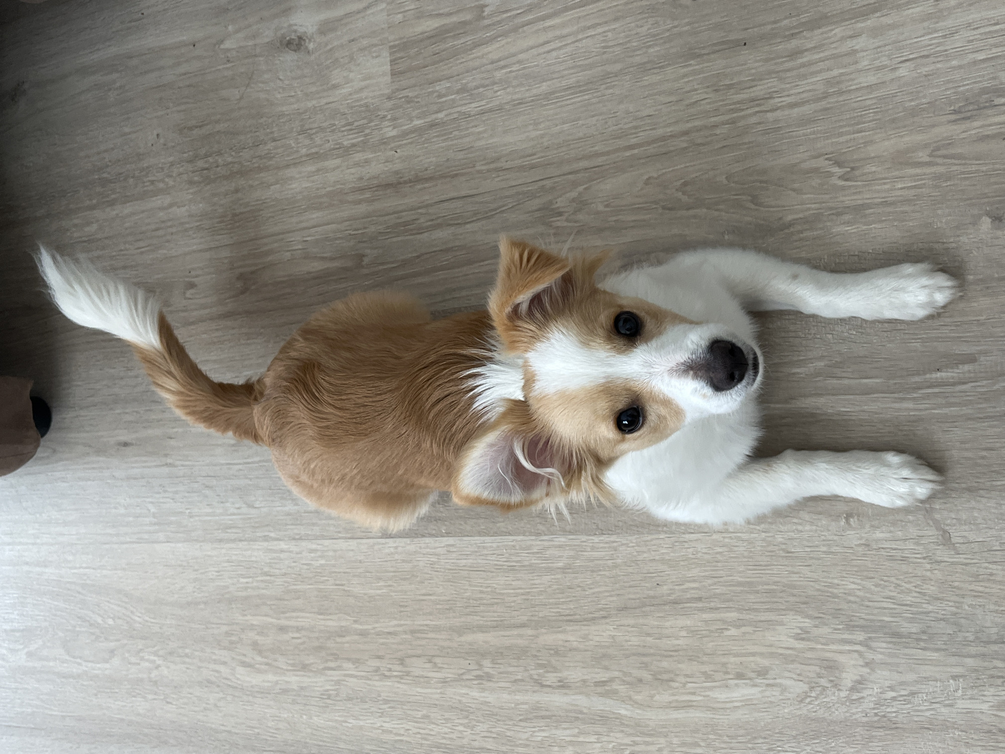 A medium-sized dog with tan and white fur lies on a light-colored wood-grain floor. The dog's head is tilted upwards toward the camera, and its eyes are visible. Its front paws are extended forward. The dog's tail is curled upwards and to the left. A dark object is partially visible in the lower left corner of the image. The location is an interior space, presumed to be a residence.
