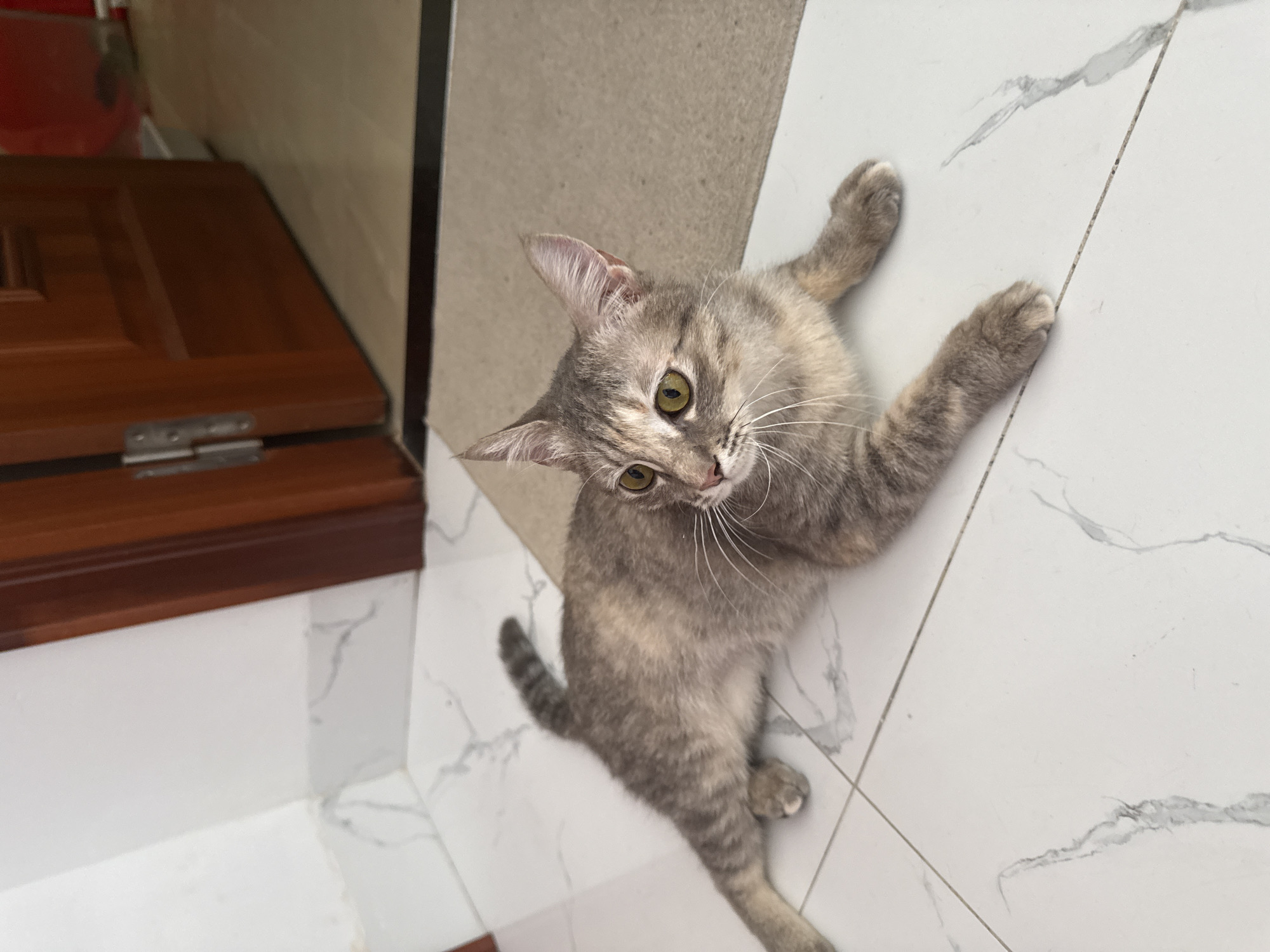 A tabby cat with grey and tan markings lies on a white tiled floor with grey veining. The cat is positioned with its body stretched out and its head turned to the right, looking towards something outside the frame. Its paws are extended in front of it. Behind the cat is a brown wooden door, slightly ajar, revealing a tan-colored mat and a red container in the background, which is likely in an indoor setting in Bac Nha Trang Ward, Vietnam. The lighting suggests it is daytime.