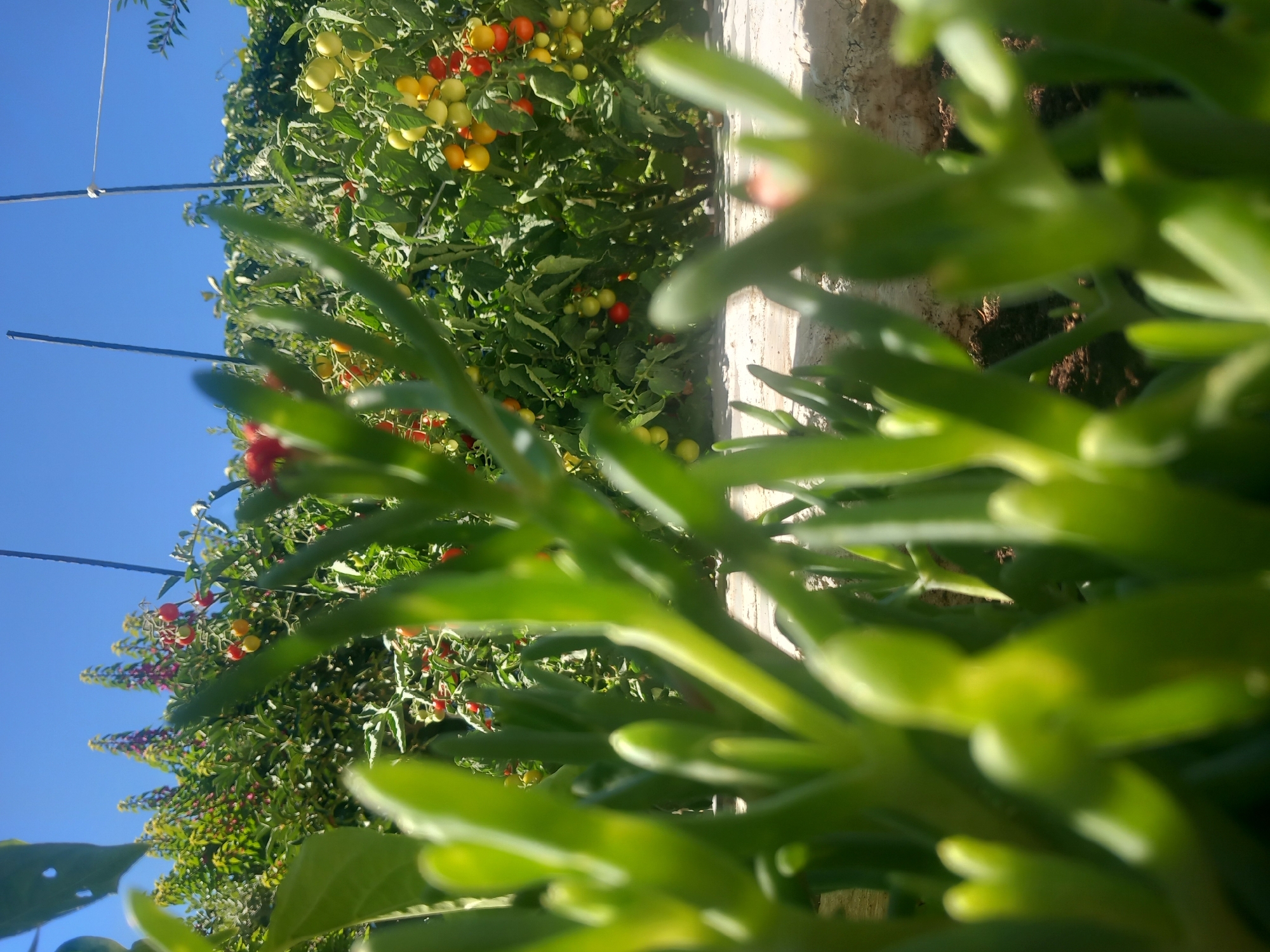 The image shows a close-up view of the fleshy, green leaves of a succulent plant in the foreground. Behind the succulent, a garden scene is visible with tomato plants laden with ripe, colorful cherry tomatoes, varying from green to yellow and red. Some purple flowers, possibly lupines, are also present in the background, adding a touch of color to the foliage. The scene is set against a clear blue sky on a sunny day. The location is identified as Άγιος Νεκτάριος, Greece.