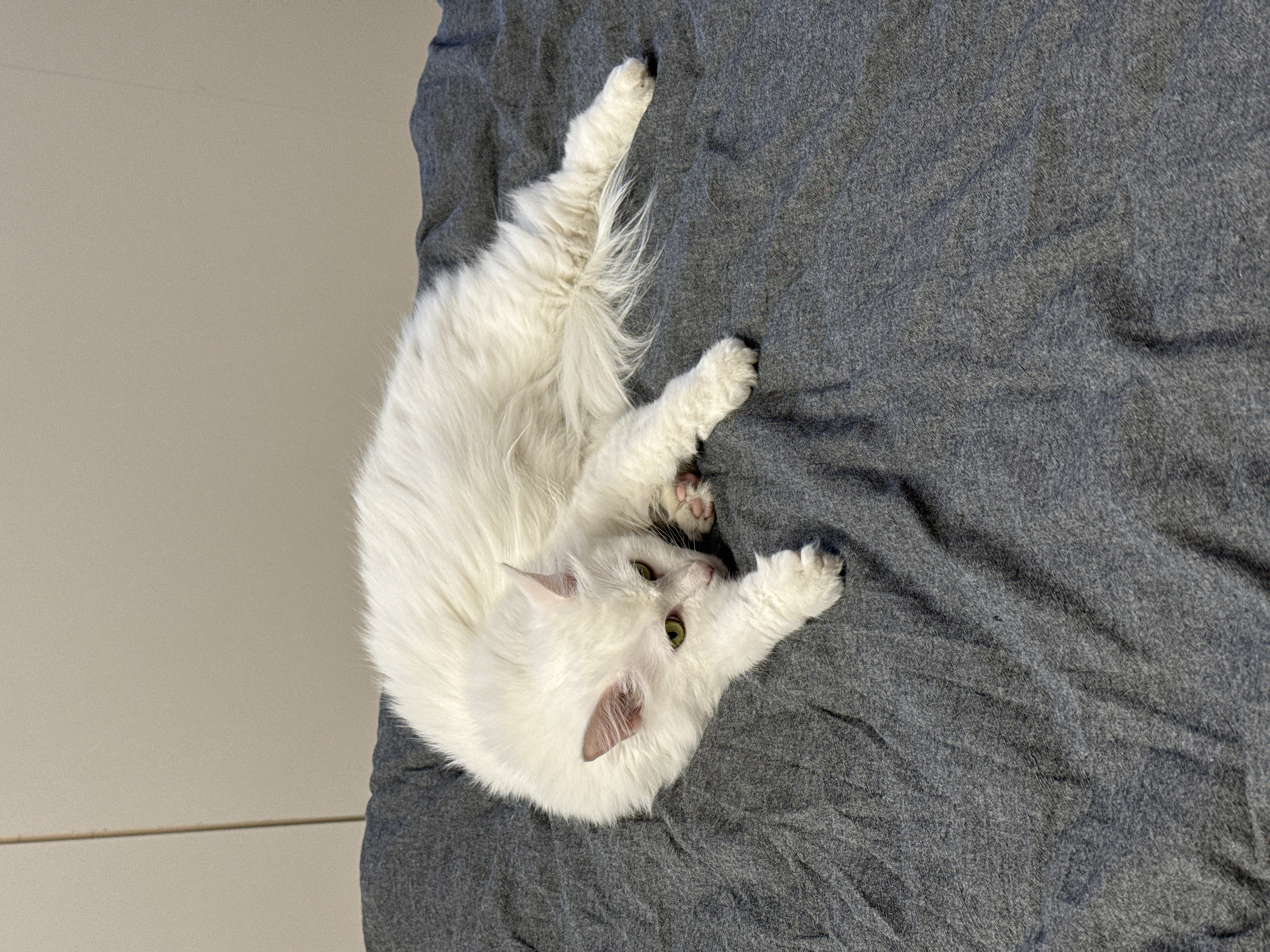 A fluffy white cat with green eyes is lying on a rumpled grey blanket. The cat is positioned on its side, with its head resting on its front paws and its body stretched out. The background is a plain, light-colored wall with a vertical shadow or seam. The overall scene is domestic and relaxed.