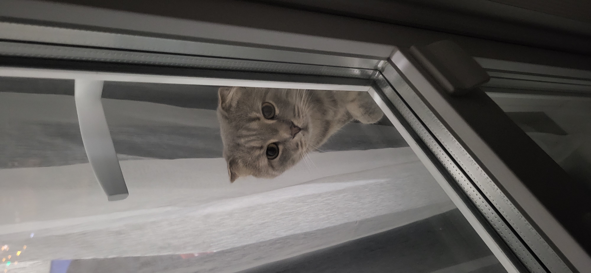 A light gray cat with folded ears looks down from an open window with white frame and gray blinds, inside a building.