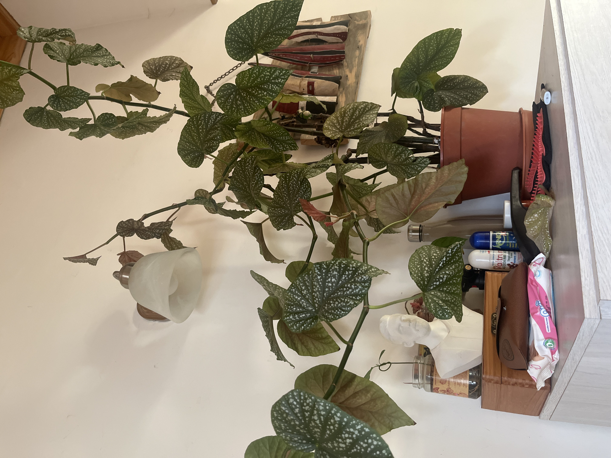 A Begonia maculata plant is potted in a terracotta pot mounted on a wall shelf in a room with white walls. The plant has green leaves with white spots. The shelf also contains toiletries, sunglasses in a brown case, a jar, and a white bust. A sconce light is on the wall, and a wooden piece of art hangs above the plant. There is no evidence this image was taken in Ushuaia, Argentina.