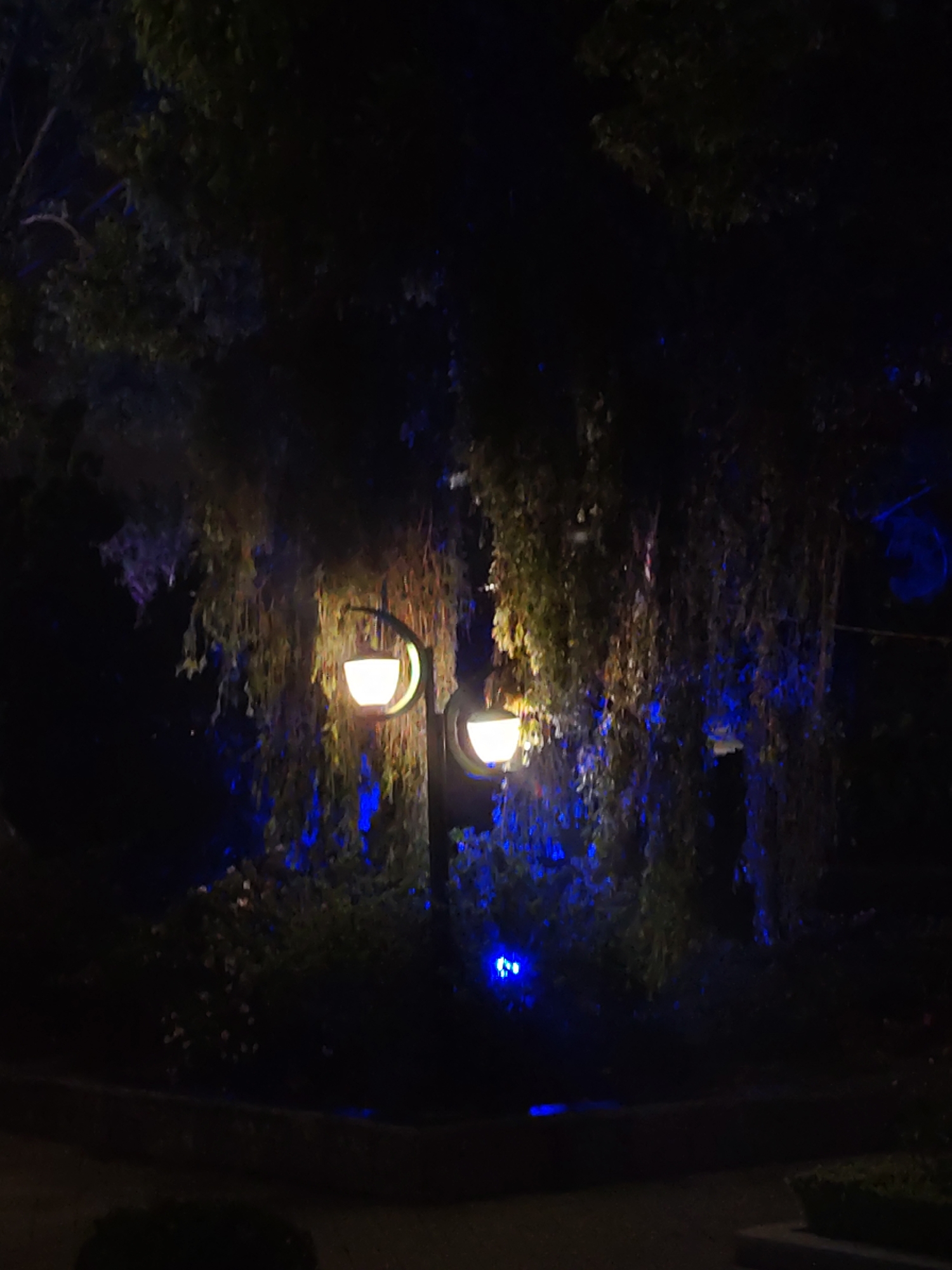 At night in Da Lat, Vietnam, a street lamp illuminates a garden area. The lamp has two lights and is surrounded by plants, some with hanging vines. Blue lights are scattered around the area. A paved pathway is visible. The overall scene is dark.