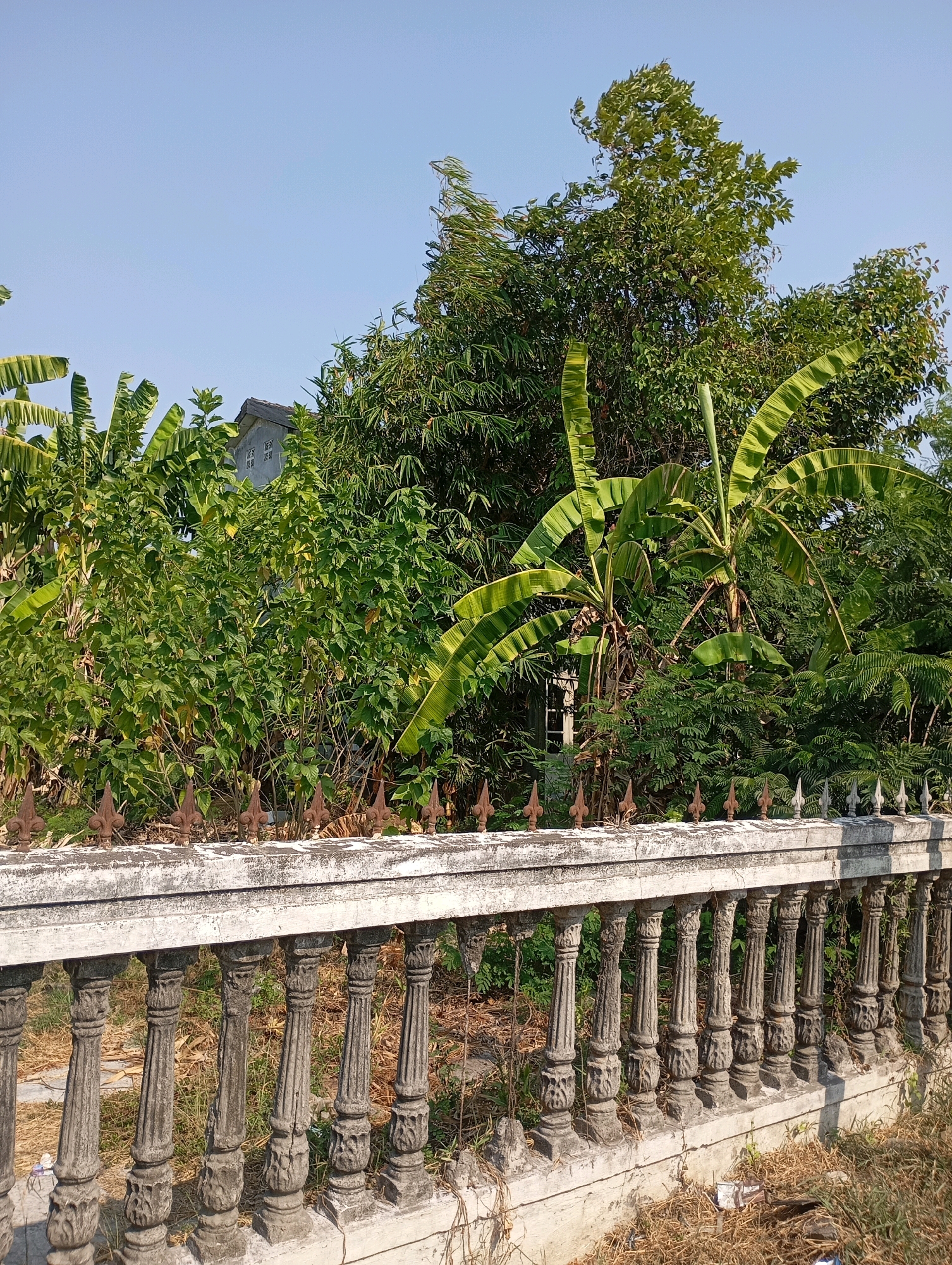 The image depicts a view of overgrown vegetation behind a concrete balustrade in Babelan, Indonesia. The balustrade, made of aged concrete, features decorative posts and a weathered top rail topped with small, pointed metal spikes. Lush green banana trees with their characteristic large leaves dominate the foreground vegetation, interspersed with bamboo and other dense foliage. A portion of a building with a grey roof is visible through the leaves, suggesting a residential area. The ground behind the balustrade is dry and covered with patchy grass and some litter. The sky is clear and blue, indicating a sunny day.