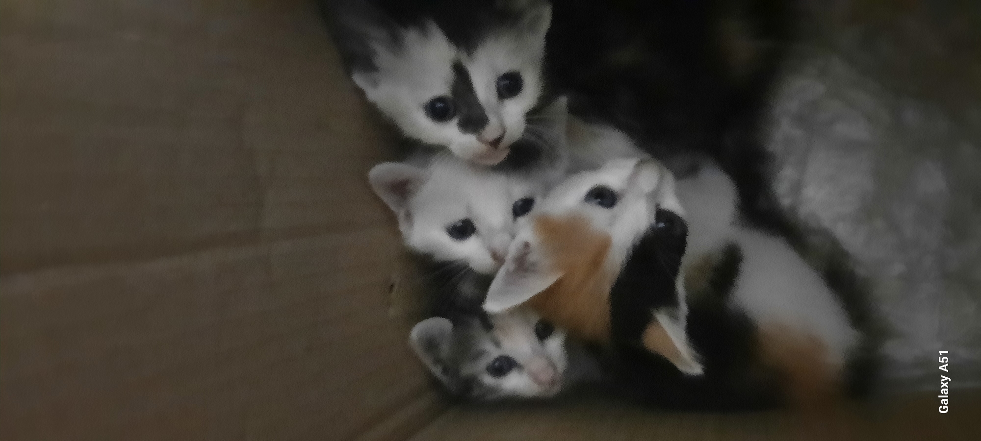 Four kittens are clustered together in a cardboard box. The kittens have various fur patterns including white, black, gray, and orange. One kitten in the foreground has a calico pattern. The background is a plain cardboard surface. The bottom left corner of the image shows the text "Galaxy A51". The location of this image is not specified in the image itself or the provided context. Therefore, it is not possible to provide details about Ploso, Indonesia.