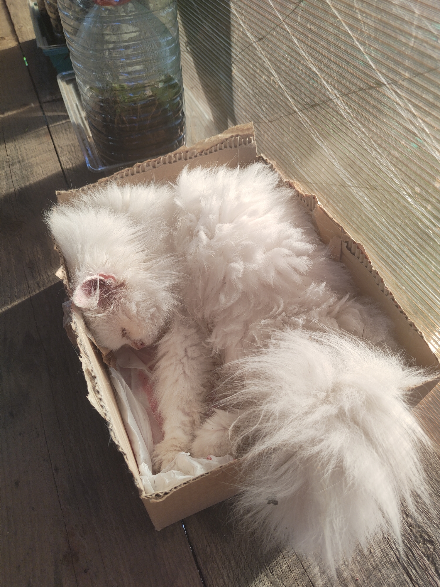 A fluffy white cat is sleeping curled up inside a cardboard box. The box is placed on a rustic wooden surface. To the left of the box, a clear plastic bottle is visible, containing soil and some green plants. The background features a corrugated translucent material, possibly a greenhouse panel, which is casting diagonal shadows across the scene. The sunlight filtering through suggests it is daytime. The cat appears relaxed and comfortable in its makeshift bed. No visible text is present in the image. The location context is Talitsa, Russia.