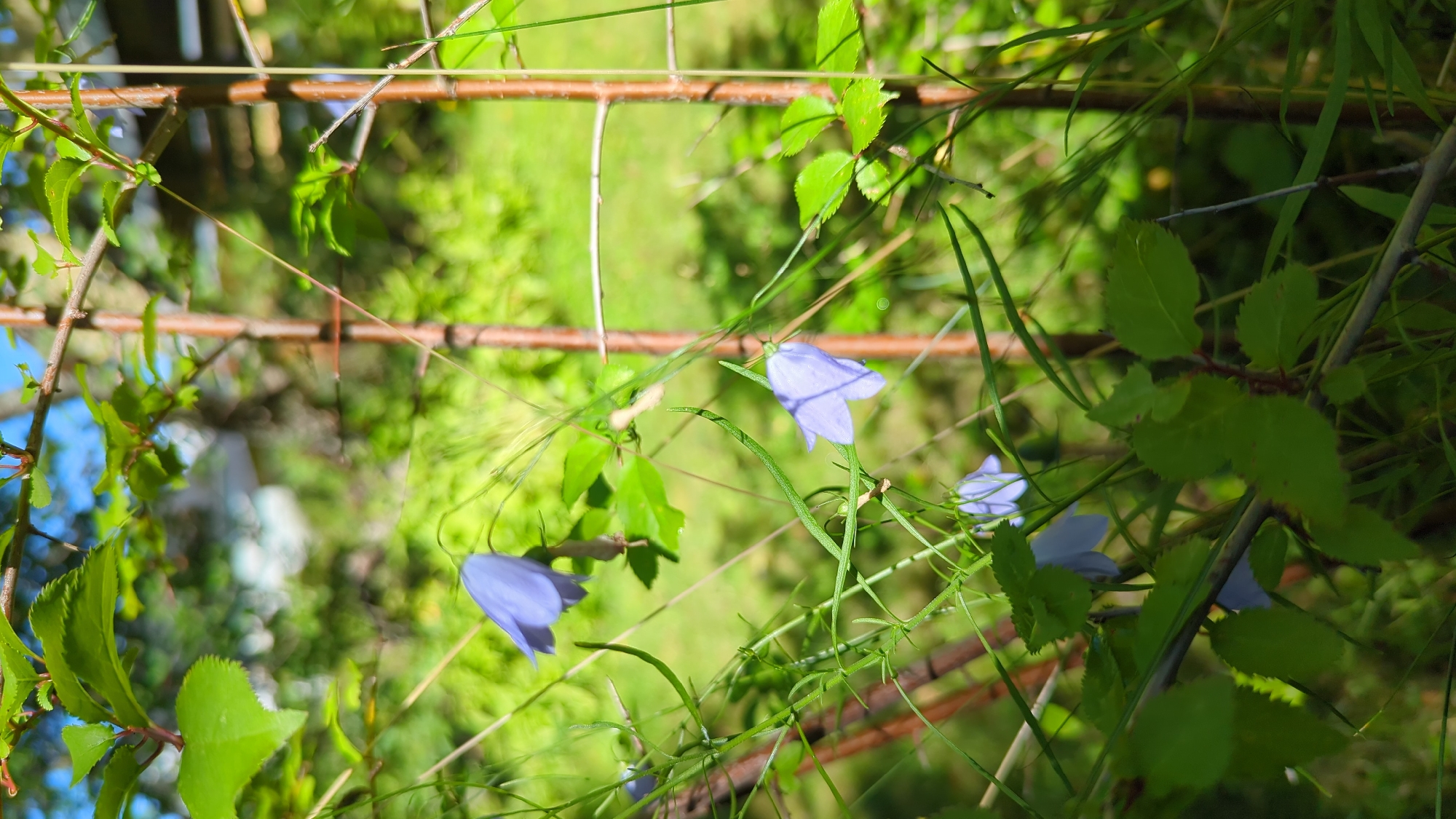 A close-up, eye-level outdoor shot captures a cluster of delicate, bell-shaped blue flowers, likely Campanula, interspersed with thin, wispy green grasses and leaves. The flowers are suspended from thin stems, some drooping downwards, while others are more upright. In the background, soft green foliage and hints of sunlight create a blurred, natural backdrop. Two thin, vertical brown branches are prominent in the mid-ground, one slightly to the left and the other to the right of the frame, adding a sense of depth and structure to the scene. The overall impression is one of a serene, natural setting, possibly a garden or wild area. The location is described as the city of Kløfta, Norway.