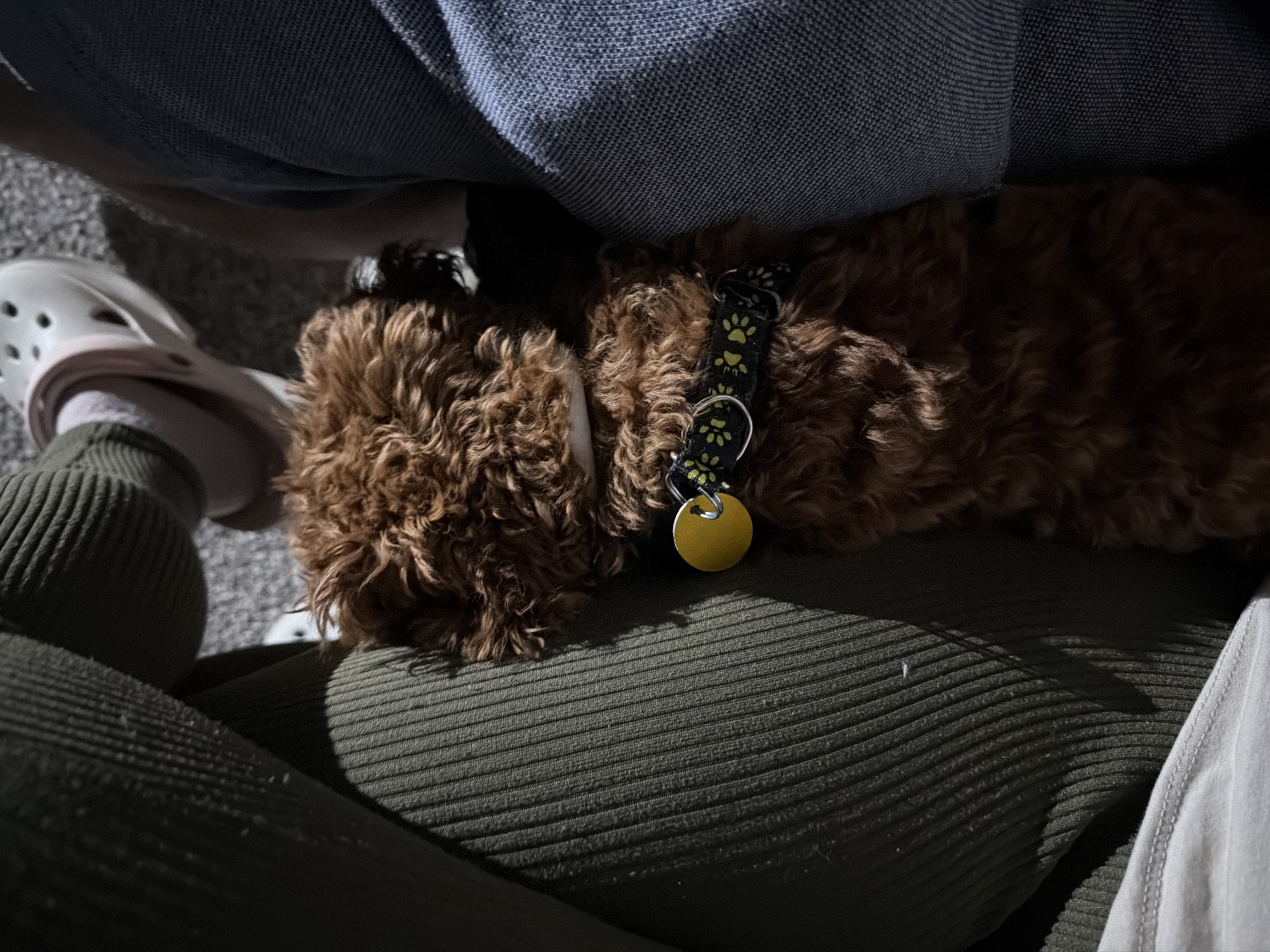 In Ribnik, Bulgaria, a small, fluffy brown dog with a black collar adorned with paw prints and a yellow tag is resting between two people. One person is wearing dark green ribbed pants and a white sock, with a light-colored Croc shoe visible. The other person is wearing blue jeans. The scene is captured from a high-angle perspective, focusing on the dog and the people's legs. The environment appears to be indoors or outdoors on a textured surface.