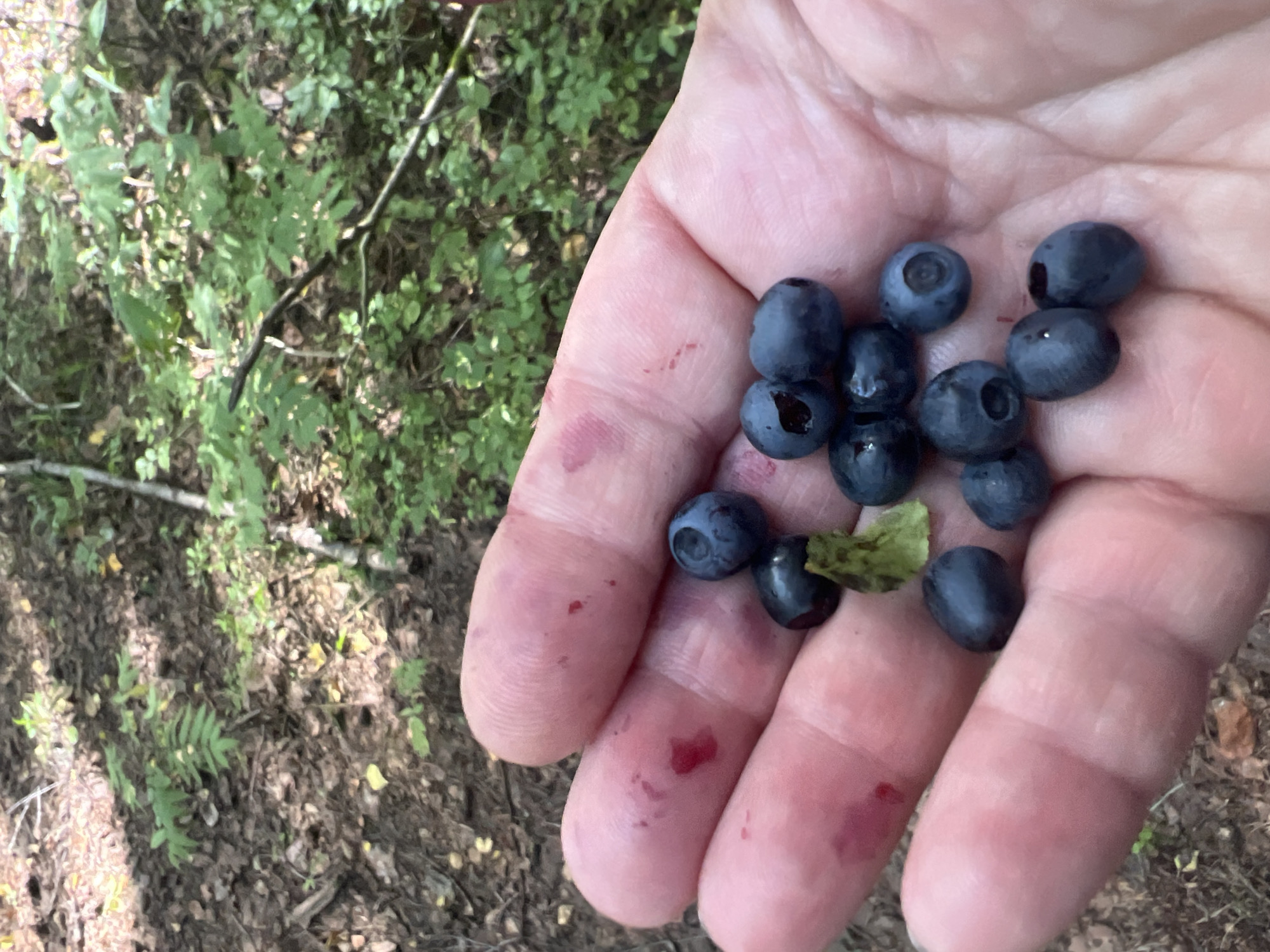 An overhead, close-up shot shows a person's left hand, palm open and facing the camera, with several ripe blueberries scattered across it. The skin of the hand is a light tone and appears slightly bruised or stained with red, likely from the blueberries. The blueberries are a deep blue-purple color and vary in size. Some have a waxy bloom, while others appear shinier. A small, green leaf is also visible amongst the berries. The background is blurred but appears to be a forest floor with brown leaves, dirt, and green foliage. The lighting suggests an outdoor, natural environment.