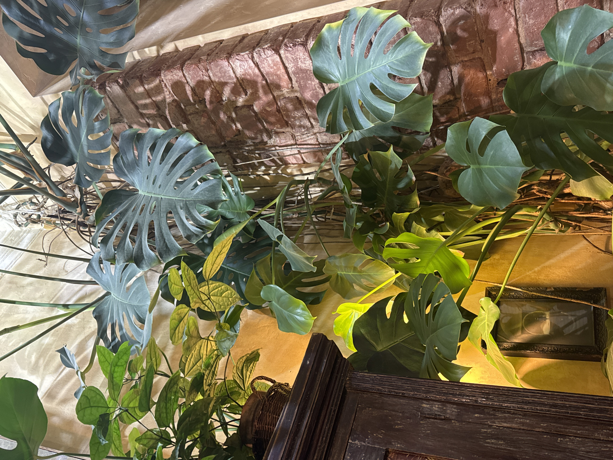 The image depicts an indoor scene with a lush array of plants, primarily Monstera deliciosa, cascading from above. The setting features a brick archway, suggesting a building with historical architectural details. Below the plants, there appears to be a wooden structure, possibly a cabinet or shelving unit. The lighting is warm and highlights the textures of the brick, leaves, and wood. While the location in Saint Petersburg, Russia is mentioned, there is no definitive way to confirm this from the image itself. There are no people visible in the frame. The focus is on the plants and the built environment, capturing a sense of natural and architectural elements coexisting in an interior space.