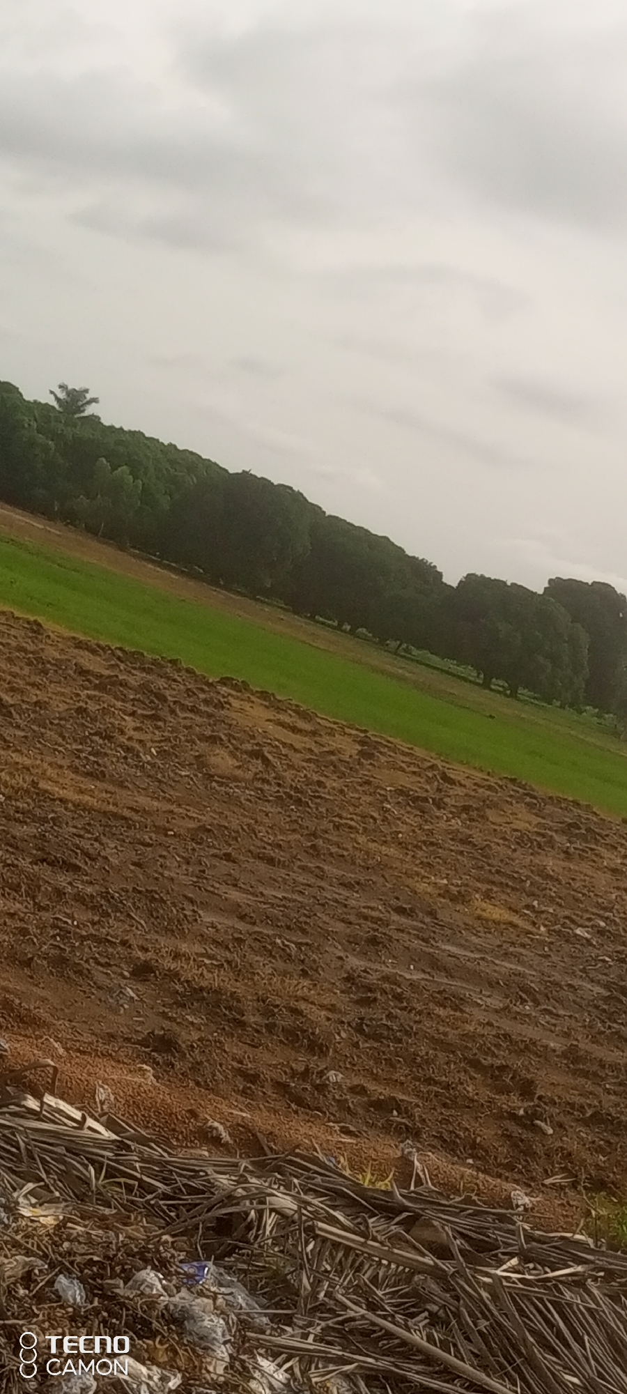 The media file depicts a landscape scene in Jalingo, Nigeria, under a cloudy sky, suggesting it is likely overcast or nearing sunset. The foreground is dominated by a patch of tilled, brown earth, interspersed with dry, brown vegetation, and some discarded plastic waste. This area appears to be a field, possibly prepared for planting or recently harvested.
Further into the scene, a vibrant green field stretches diagonally across the frame, indicating cultivated land. Beyond this, a dense line of dark green trees forms a natural border, suggesting a forest or a line of trees within a rural or agricultural setting. The trees are tall and bushy, with some foliage visible, contributing to the lushness of the landscape. A single, distinct tree with a unique branching pattern stands out against the tree line in the upper left portion of the image.
The overall impression is one of a rural or agricultural environment. The presence of tilled earth, cultivated fields, and a dense tree line points to a location where farming is practiced. The cloudy weather might suggest an impending rain or the end of the day.
The bottom left corner of the image displays visible text: "TECNO CAMON". This is likely a watermark from the device used to capture the image, indicating the brand and model of the phone. No people or specific activities are depicted, only the natural elements of the landscape and some man-made debris in the immediate foreground.