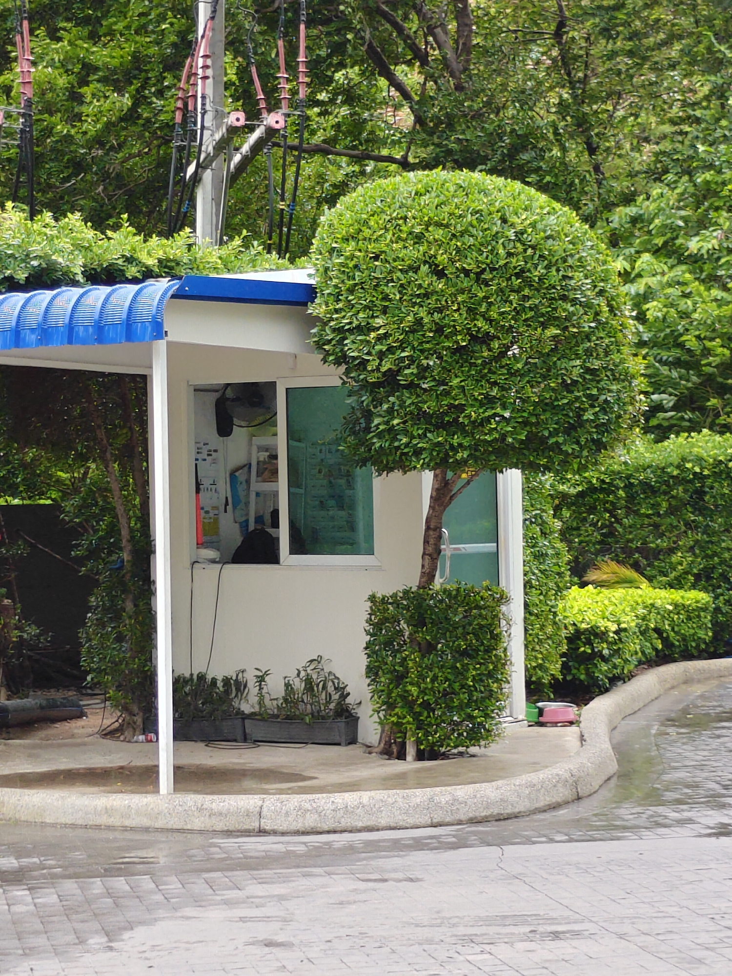 The image shows a small white guardhouse with a blue, corrugated metal roof. The guardhouse has a window on the right side, revealing a fan and shelves inside, suggesting an interior space. To the left of the guardhouse, there is an open entrance area with a white pillar and a glass door with a silver handle. In front of the guardhouse, there are several dark-colored planters containing small plants. To the left of these planters, a thin tree trunk is visible.
Outside the guardhouse, a paved area curves to the right, with a concrete curb. The ground is wet, indicating recent rain or watering, and is paved with rectangular stones. In the background, lush green trees and bushes create a dense foliage. A tall, rounded topiary tree stands to the right of the guardhouse. There are also overhead power lines visible in the upper left portion of the image. In the far right of the image, two small pink and green circular objects are on the ground near the curb. The scene appears to be an outdoor area, possibly an entrance to a property, in a green and tropical environment. Based on the context of similar images and typical Pattaya City scenery, this is likely a residential or commercial property entrance in Pattaya City, Thailand. There are no people visible in the image.