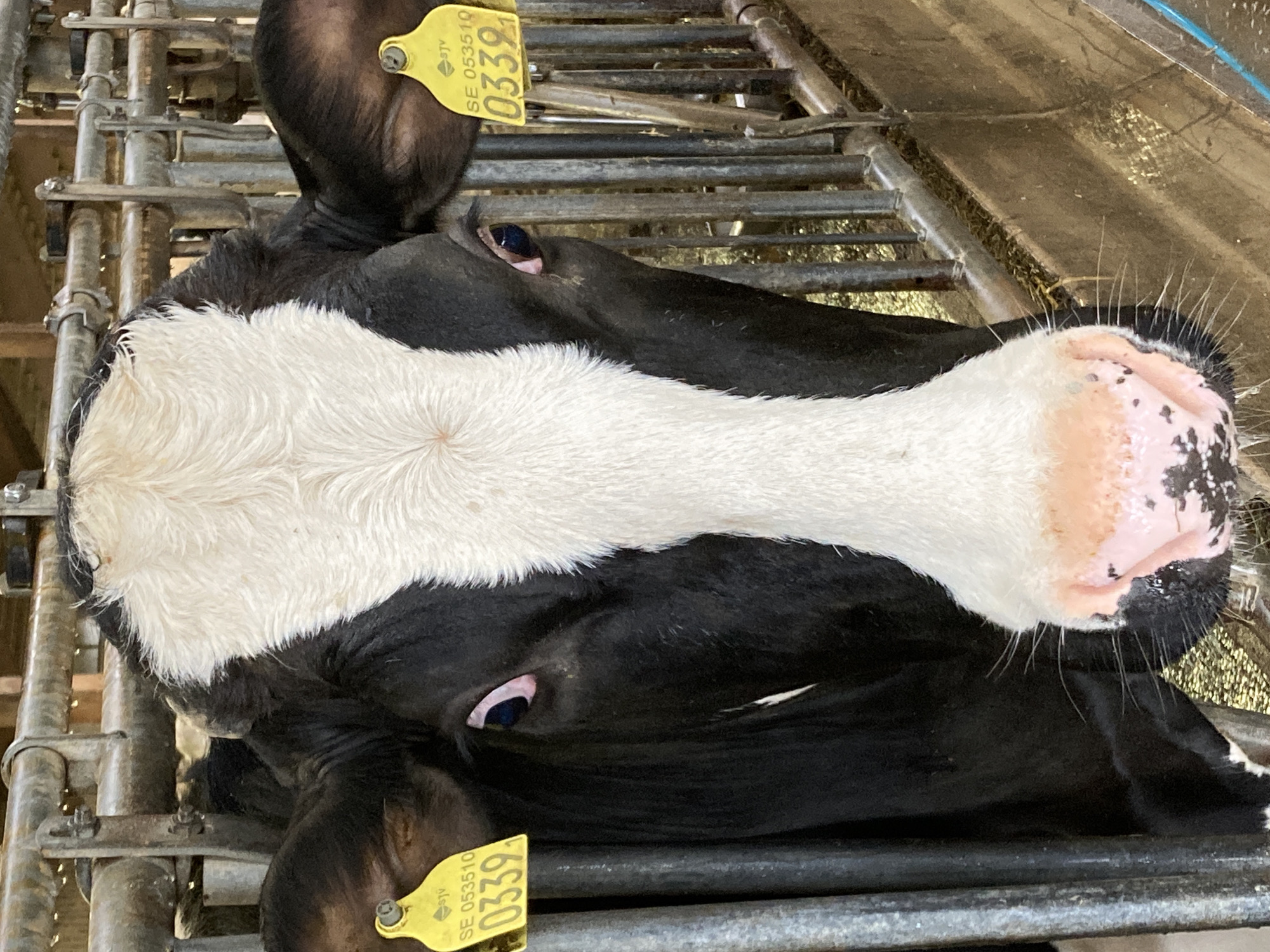 A close-up, eye-level shot shows a black and white Holstein cow in a barn. The cow is facing the camera, with its head and neck filling most of the frame. The cow has large, dark eyes, a pink nose with black spots, and a white blaze on its forehead. Yellow ear tags with numbers and text are visible on each ear. The cow is behind a metal fence, with wooden beams and metal bars forming the enclosure. The background consists of more fencing and a concrete trough. The scene appears to be a farm.