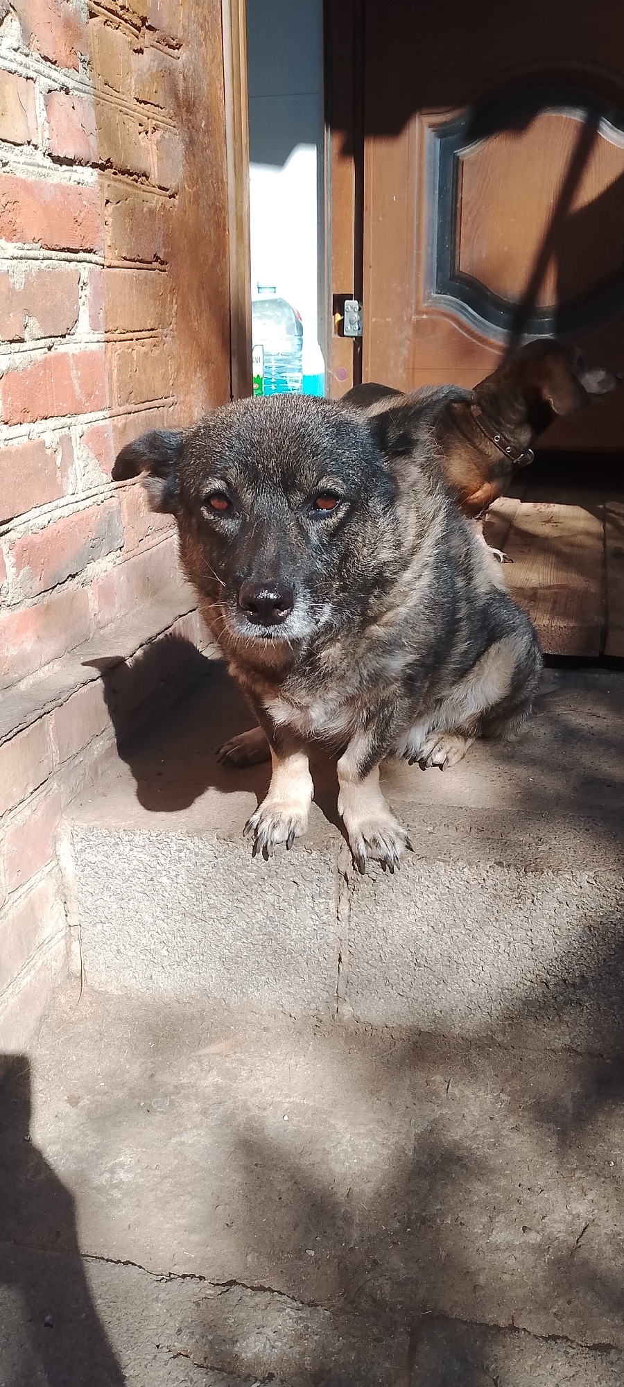 A medium-sized dog with brindle fur and amber eyes sits on a concrete step. The dog's head is tilted slightly, and its ears are perked. The dog is facing the camera. Behind the dog, a wooden door is visible, as well as a brick wall. The scene appears to be outdoors, with sunlight casting shadows on the ground. This image was taken in Belgorod, Russia.