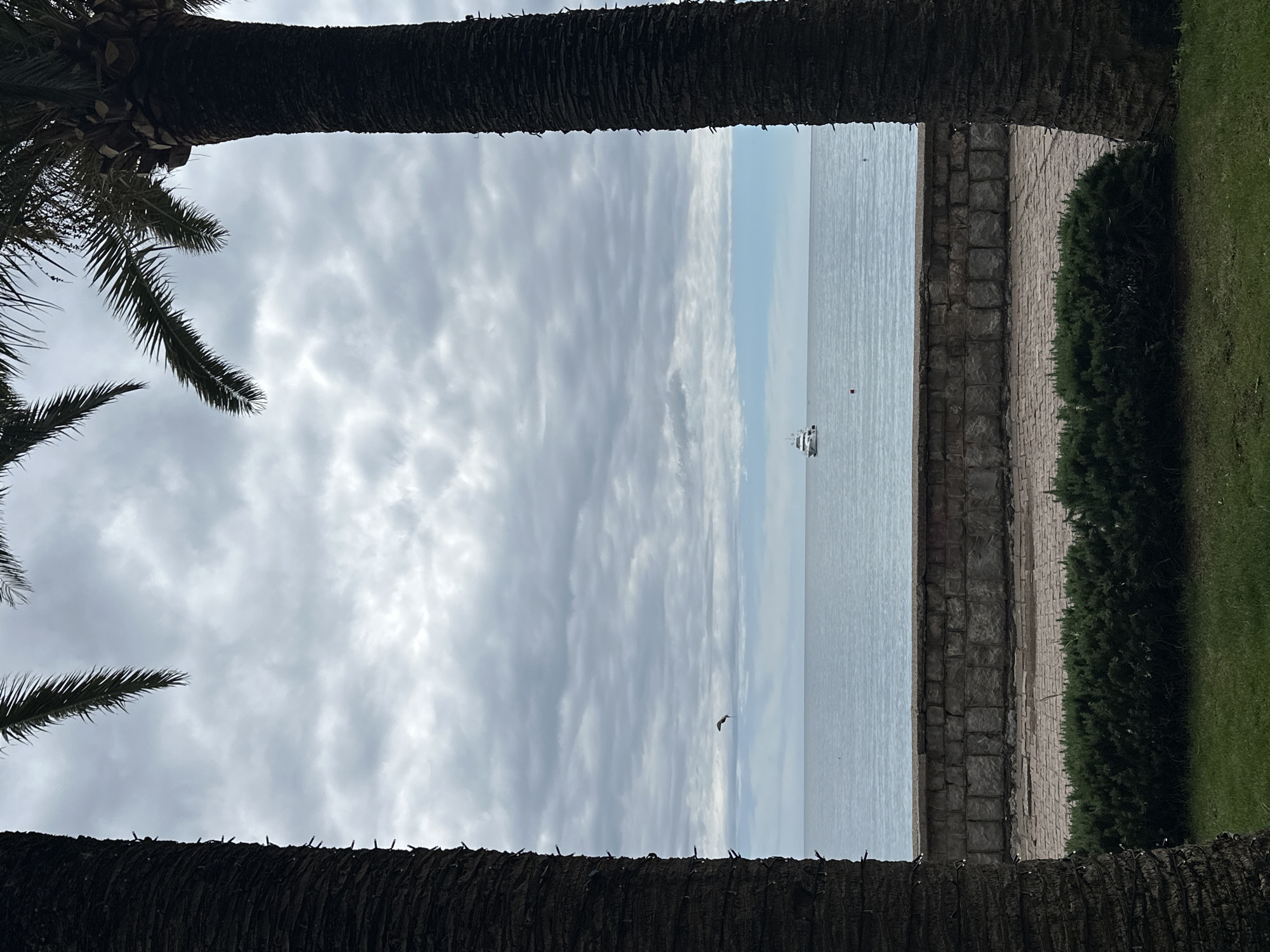 The image, likely taken in Bečići, Montenegro, is a landscape view framed by the trunks of two palm trees. The top and bottom of the frame are composed of the rough, textured bark of the palm trunks. Through the opening created by the trees, a scene of the sea and sky unfolds.
The sky is overcast with a multitude of grey clouds. Below, the sea stretches to the horizon, its surface a muted grey color. A small white boat is visible on the water. A bird is flying through the scene. On the right side of the frame, a stone wall runs parallel to the sea, next to manicured bushes and a grassy area. The image has a slightly off-level orientation.