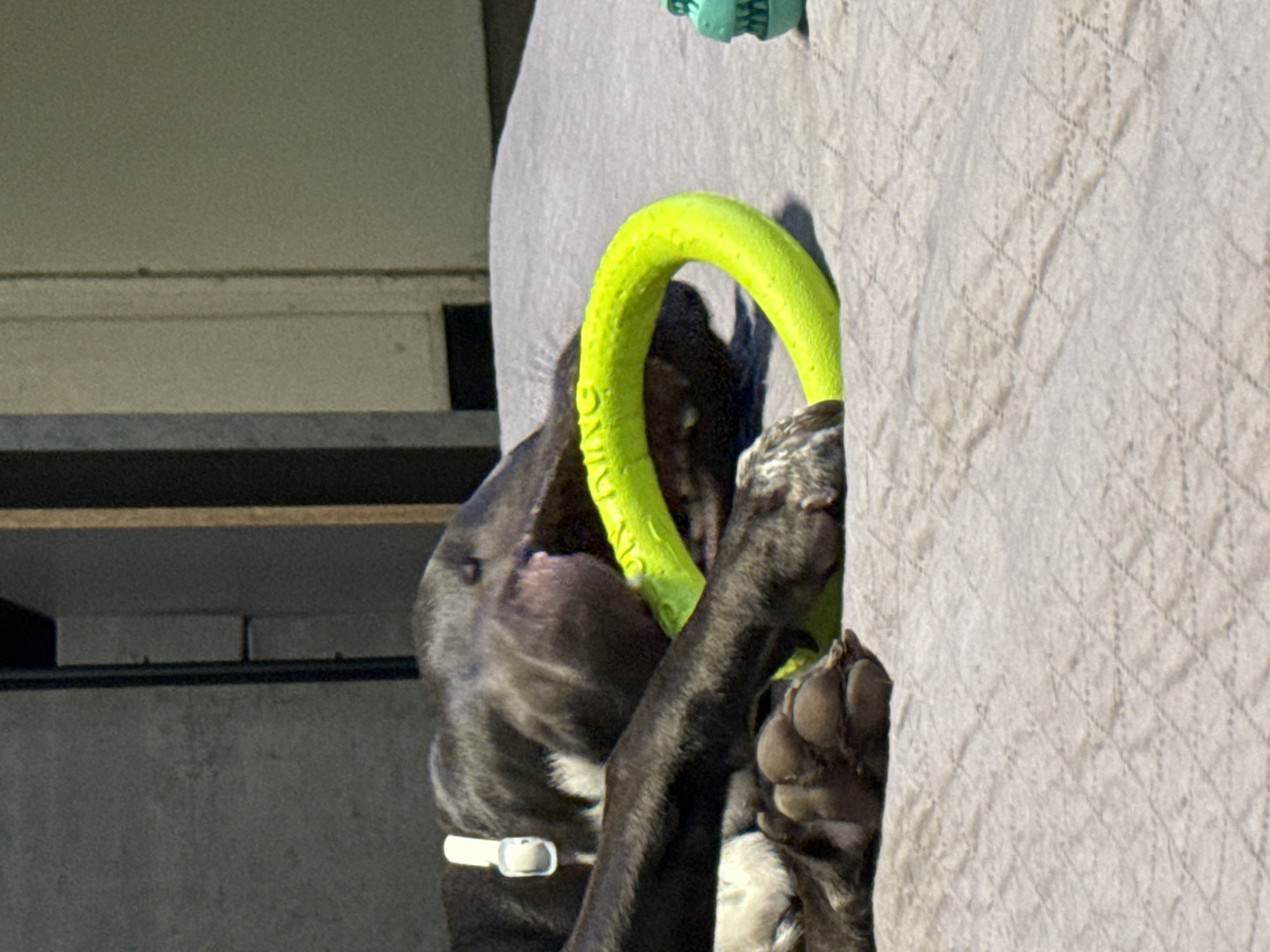 A black and gray dog with a white collar is chewing on a bright green, ring-shaped toy, resting its paws on a white, quilted surface. The location appears to be outdoors, next to a gray building with a shelf. There is no direct evidence to confirm the location as Varna, Bulgaria.
