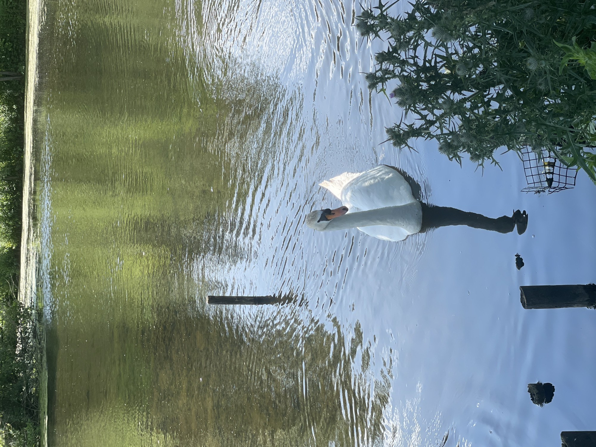 A white swan swims in a body of water, with a thistle plant in the foreground. The water is calm, with reflections of trees and foliage on the surface. Several wooden posts protrude from the water, and a metal bird feeder is partially submerged near the thistle. The background shows a dense line of trees and green vegetation. The scene is outdoors, likely in a natural setting or park.