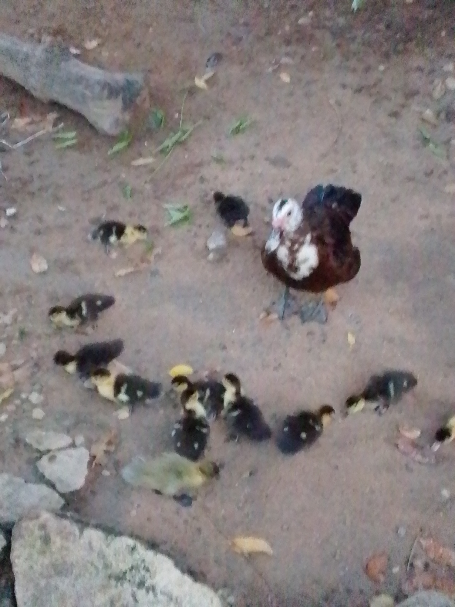 A group of ducklings and an adult duck are on a dirt ground. The adult duck is brown and white, and it is in the center of the frame. The ducklings are black and yellow, and they are scattered around the adult duck. There is a log on the left side of the image, and some green leaves on the ground. The scene appears to be in an outdoor environment, possibly a farm or a rural area in Serti, Nigeria.