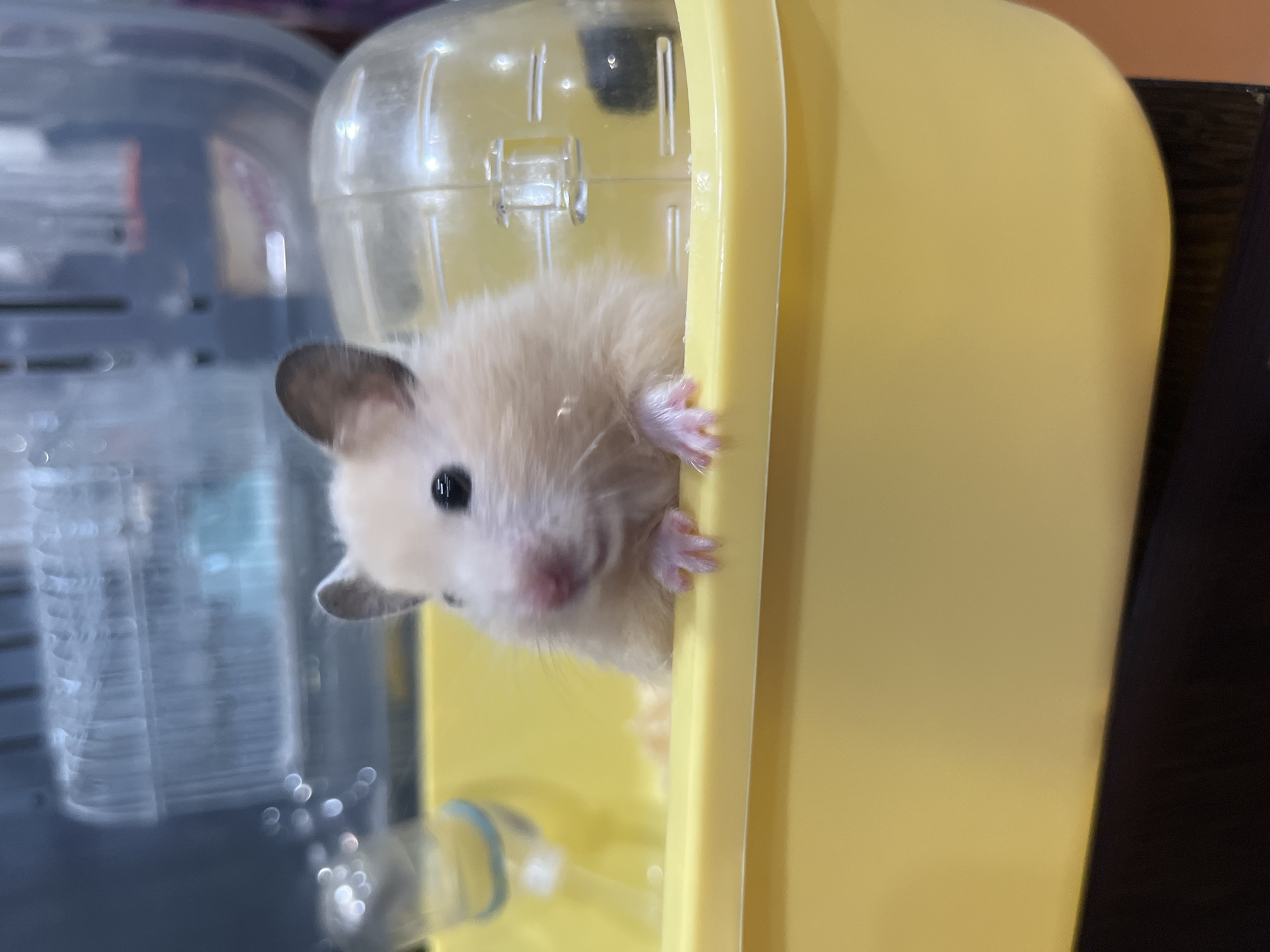 A light-colored hamster is peeking over the edge of a yellow plastic container. The hamster has dark eyes and small, dark ears. Its front paws are visible, resting on the edge of the container. In the background, there are blurred objects, including what appears to be a clear plastic hamster habitat and a water bottle. The lighting is bright. The scene is indoors. The image was taken in Temirtau, Kazakhstan.