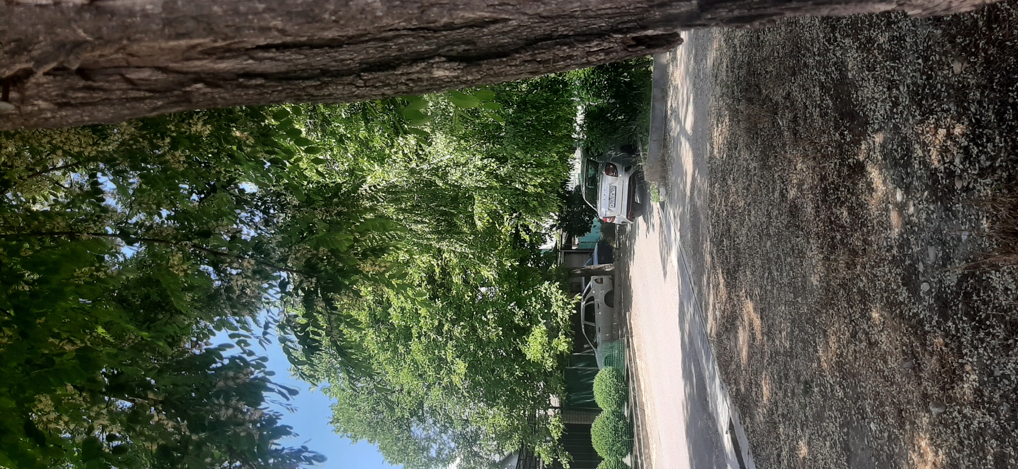 The image depicts a scene in Yessentukskaya, Russia, likely during the daytime. The foreground is dominated by the rough texture of a tree trunk, obscuring part of the view. Beyond this, a lush canopy of green leaves, some with small white blossoms, fills the upper portion of the frame, suggesting it is spring or early summer. Sunlight filters through the leaves, creating dappled patterns on the ground and on a paved area.
In the middle ground, a street or pathway is visible, with a few parked cars. The most prominent vehicle is a light-colored sedan facing away from the viewer, with a license plate that appears to have Cyrillic characters and numbers. Another white car is parked behind it. A low green fence or hedge runs alongside the paved area, with neatly trimmed spherical bushes adding to the manicured appearance. The background consists of more greenery and the suggestion of buildings or structures. The overall impression is of a residential or quiet urban area bathed in natural light, with a peaceful, ordinary atmosphere. No people are visible in the image, and the focus is on the natural elements and the parked vehicles.