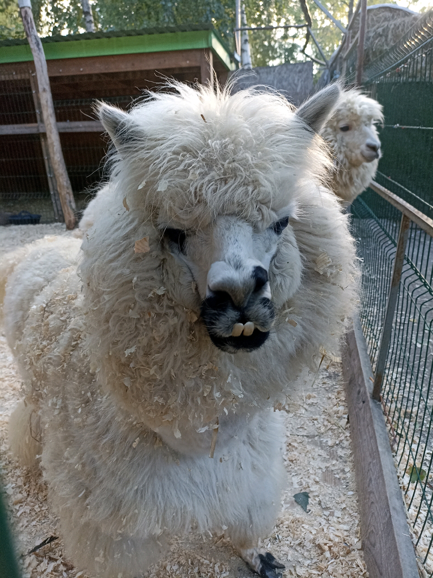 The image shows a close-up of a fluffy white alpaca in an outdoor enclosure. The alpaca has a thick, shaggy coat and a black nose. Its mouth is open, revealing its teeth. The ground of the enclosure is covered in wood shavings. In the background, another alpaca can be seen behind a fence. The enclosure appears to be part of a zoo or animal sanctuary. The overall lighting suggests it is daytime, possibly late afternoon due to the warm tones. The environment includes a wooden structure with a green roof, a metal fence, and some trees visible in the upper background. There is no identifiable signage or specific architectural features that would pinpoint a precise location within Novosibirsk, Russia.