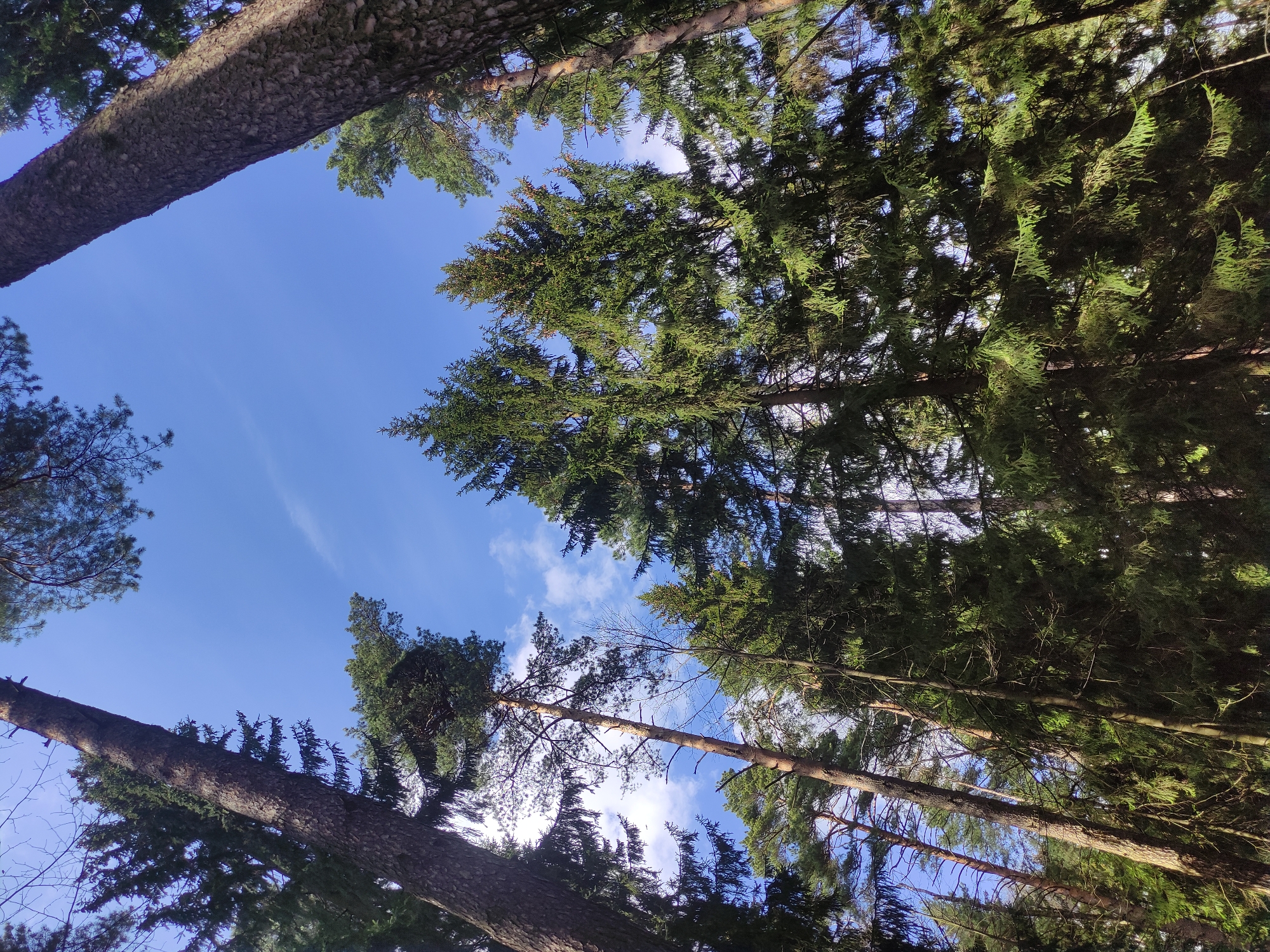 The image provides a unique worm's-eye view, looking straight up into the canopy of a dense coniferous forest. Tall evergreen trees, characterized by their dark green needles and robust, textured trunks in shades of brown and grey, frame a bright blue sky. The tree trunks cut diagonally and vertically across the frame due to the extreme low-angle perspective.
Sunlight filters through the dense foliage, creating dappled light and illuminating various sections of the tree crowns. The sky is a vibrant, clear blue, with a few faint, wispy white clouds scattered across it, indicating fine weather conditions. The scene suggests a tranquil, natural environment during daytime, likely morning or afternoon, given the quality of light.
There are no people, animals, or specific activities depicted within the image; it is a static landscape shot focused on the trees and sky. The location context for this forest scene is Kratovo, Russia. No visible text is present in the image.