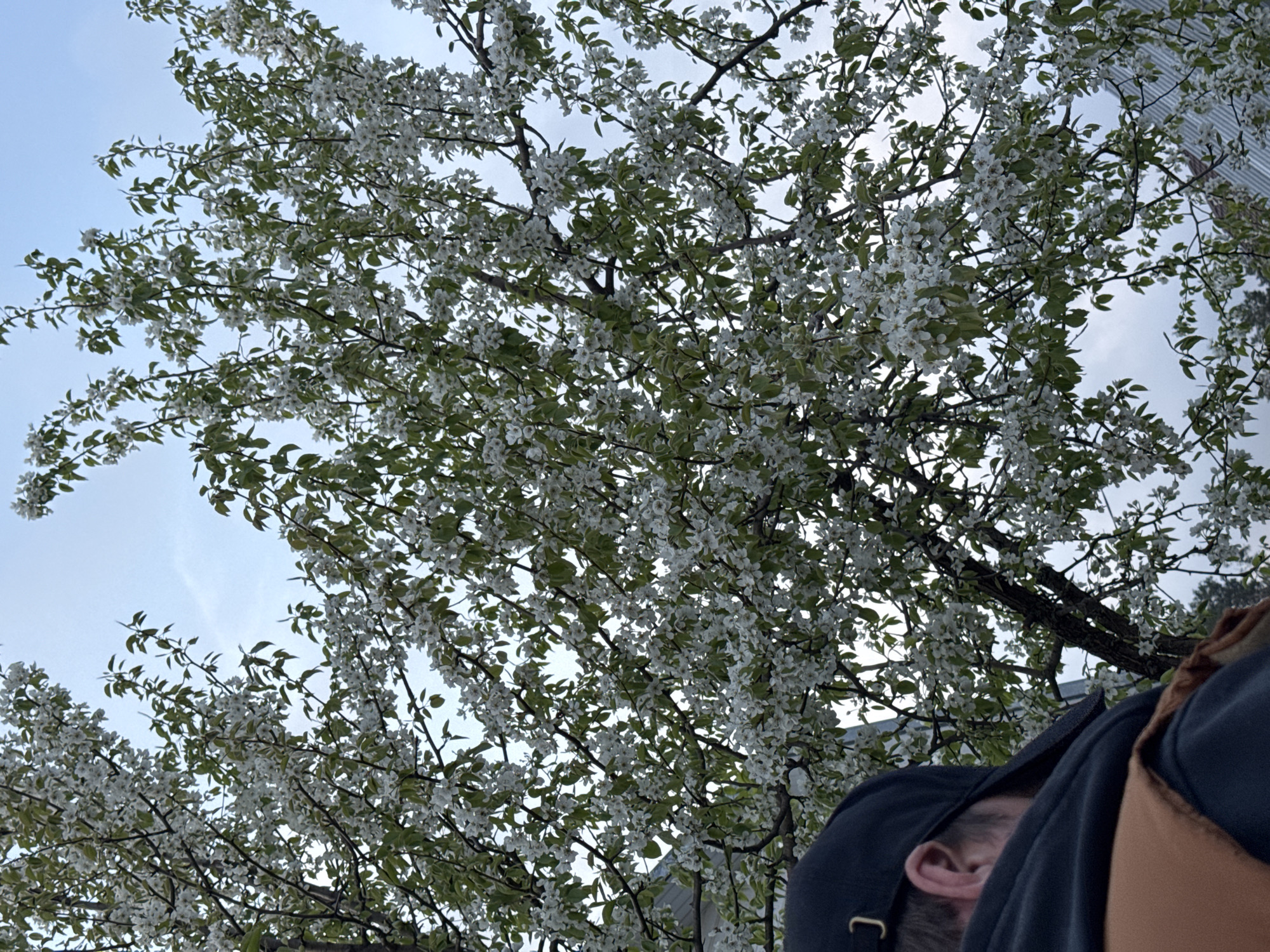 The image shows a person standing beneath a tree in full bloom with white flowers. The tree branches fill most of the frame, extending towards a slightly cloudy sky. The person is partially visible in the lower right corner of the image, wearing a dark blue baseball cap and a brown jacket. Only the back of their head, an ear, and parts of their clothing are visible. The exact location within the city of Chaikovsky, Russia, is not identifiable from the provided visual information.