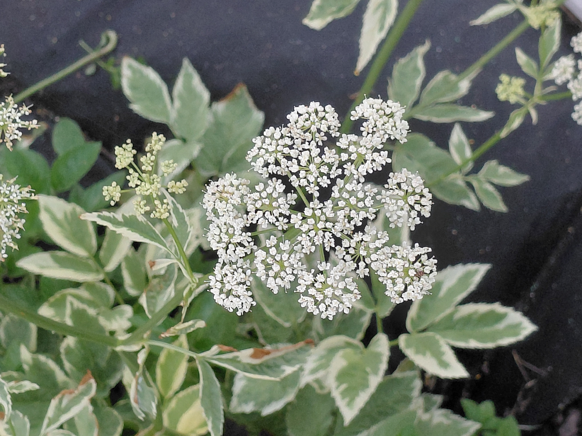 A close-up, high-angle, outdoor shot focuses on a flowering plant with variegated leaves and clusters of small white flowers. The plant's leaves are a mix of green and white, with pointed tips. The flowers are tightly packed in umbels, typical of the Apiaceae family. In the background, a dark, textured surface, possibly soil or mulch, is visible. The scene is devoid of any human presence. The lighting appears to be natural daylight, with no artificial illumination. The location is identified as the city of Novosiolovo, Russia.