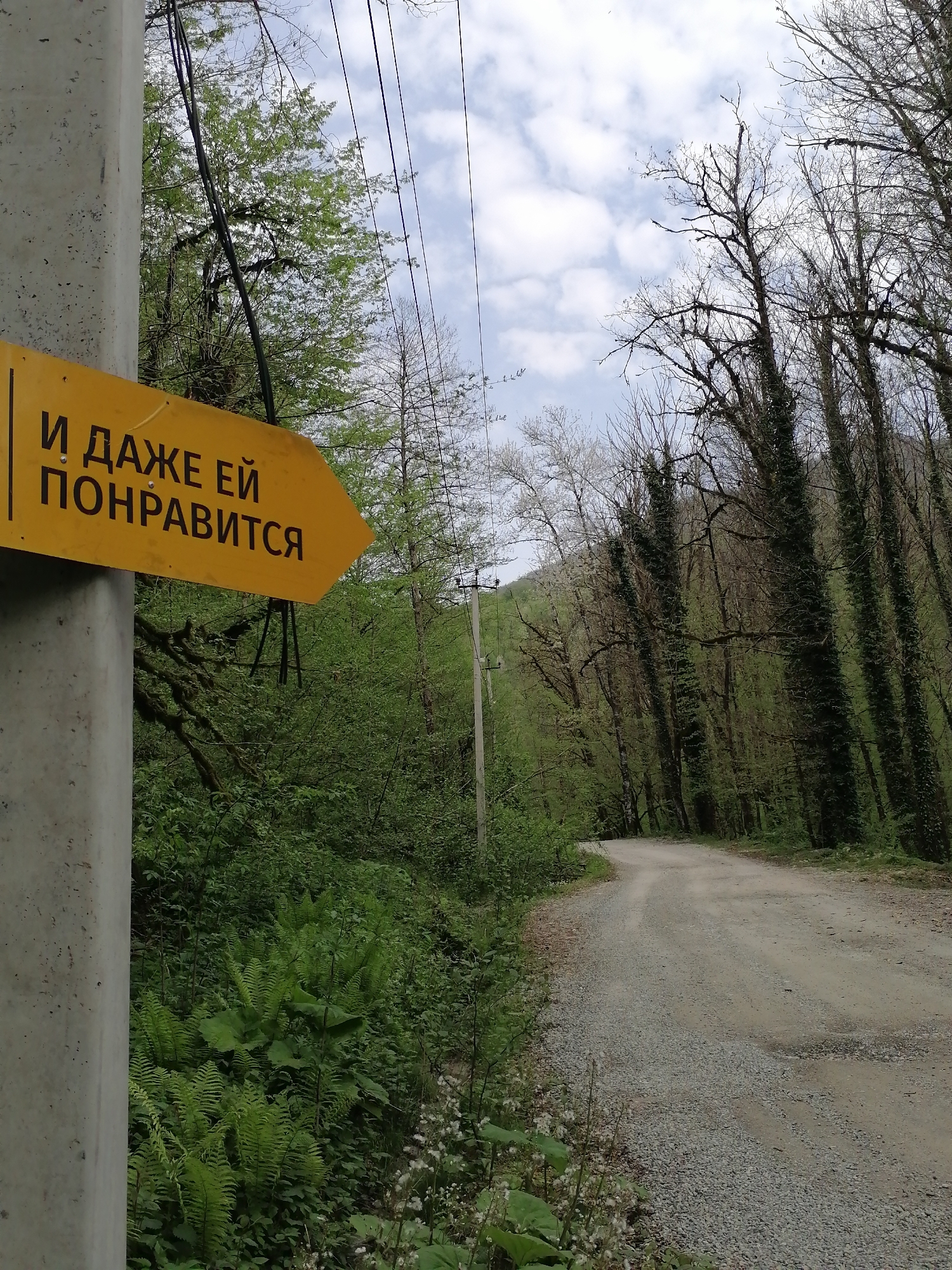 The image depicts a winding gravel road cutting through a dense, lush forest in Medoveevka, Russia, under a partially cloudy sky on a mild day. To the left, a yellow, arrow-shaped directional sign is affixed to a concrete utility pole. The sign points to the right, along the road, and features black Cyrillic text that reads: "И ДАЖЕ ЕЙ ПОНРАВИТСЯ," which translates to "AND EVEN SHE WILL LIKE IT."
The forest is characterized by a mix of tree types; some display vibrant new green leaves, typical of spring or early summer, while others, particularly taller ones on the right, are still largely bare-branched, with some trunks heavily draped in ivy or moss. Rich green ferns and various undergrowth carpet the forest floor, especially prominent in the foreground on the left. Overhead, thin power lines stretch across the sky. The gravel road itself is well-defined, suggesting it is regularly used, and it disappears around a bend into the verdant distance. The scene conveys a sense of tranquil nature and an invitation to explore the path ahead.