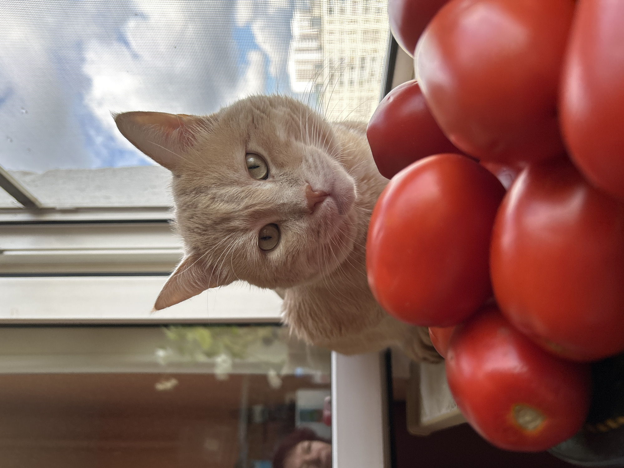 An orange tabby cat sits on a windowsill in front of a window with a screen. In the foreground, a pile of red tomatoes is visible. Outside the window, a cloudy sky and buildings can be seen. A reflection in the window shows a woman with red hair. The location is not specified as Moscow, Russia.