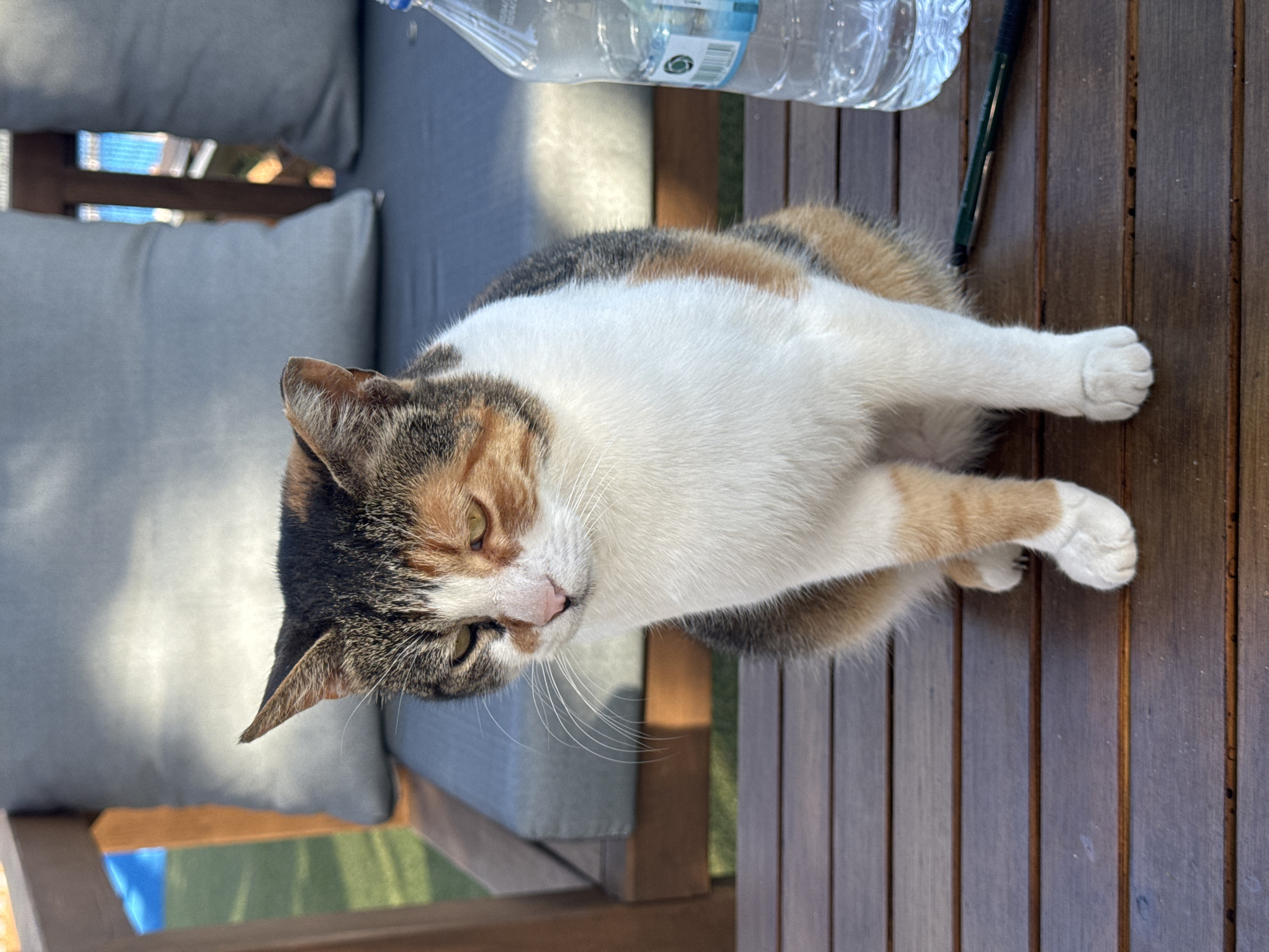 A calico cat rests on a wooden table outdoors. A clear plastic water bottle and a black pen are also on the table. A gray cushion is visible in the background, part of a piece of furniture. The picture may have been taken in Alanya, Turkey.