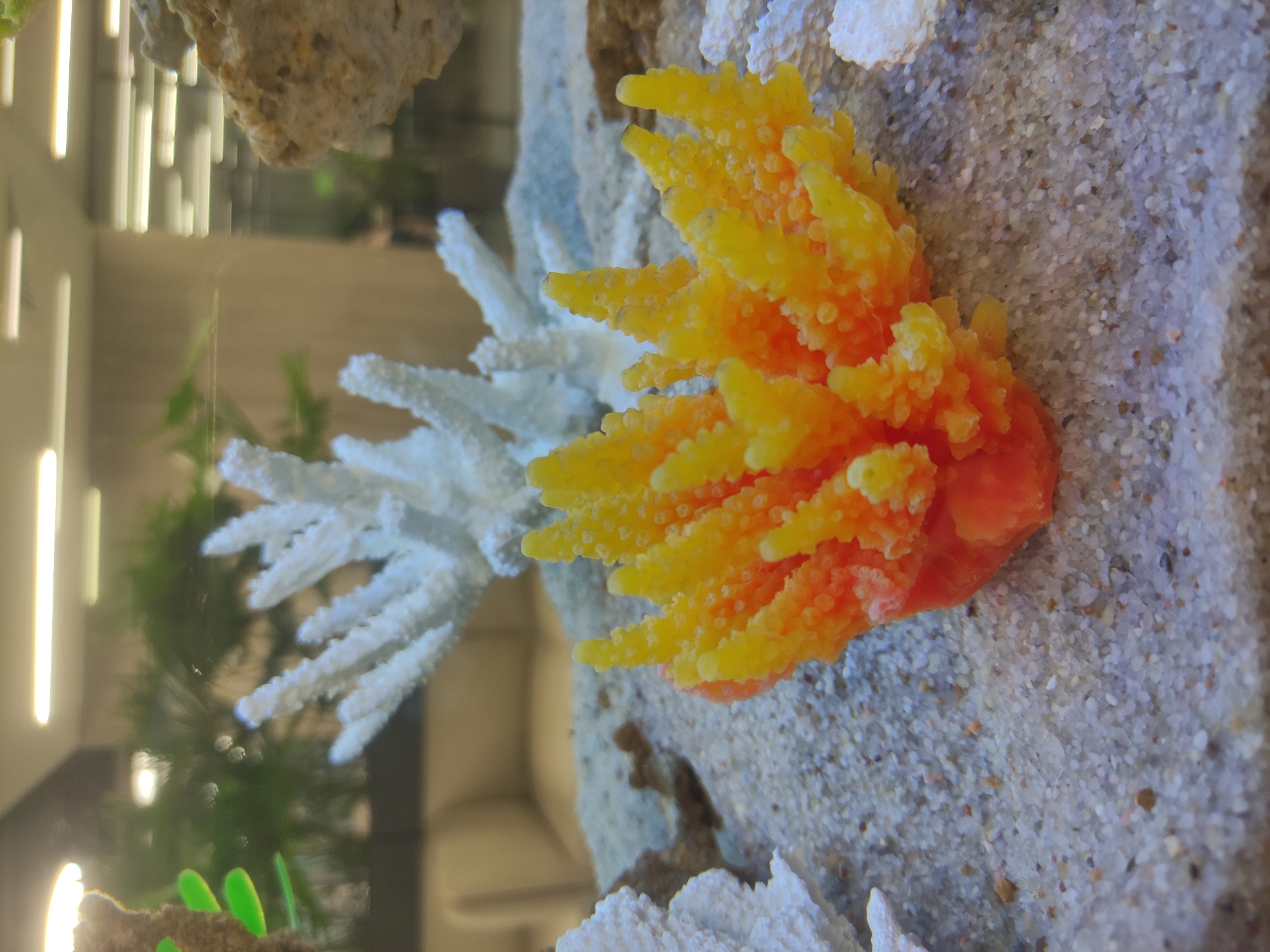 The image depicts a close-up of an aquarium interior. Artificial coral, colored orange and yellow, is positioned next to a white, branching coral replica on a bed of fine, light-colored sand. In the blurred background, green plastic plants and a partial view of the tank's glass are visible. There is no indication of this being located in Moscow, Russia or involving any people, actions, or interactions.