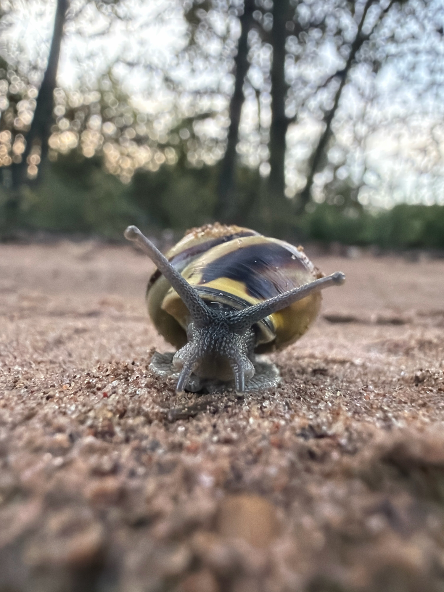 A close-up, low-angle shot captures a snail on sandy ground. The snail's shell, with its distinctive yellow and dark brown stripes, is prominently featured. Its tentacles are extended, and its head is visible. The background is blurred, showing trees and a bright sky, suggesting an outdoor setting, possibly a park or natural area. The image is sharpest on the snail and the immediate ground around it, with a shallow depth of field. The composition is centered on the snail, drawing the viewer's attention to the creature. The lighting suggests it may be daytime, possibly late afternoon or early morning, given the soft quality of the light. The scene is devoid of any human presence or man-made structures, aside from what might be implied by the existence of a city park. There is no discernible information within the image to place the scene specifically within the city of Chaikovsky, Russia.