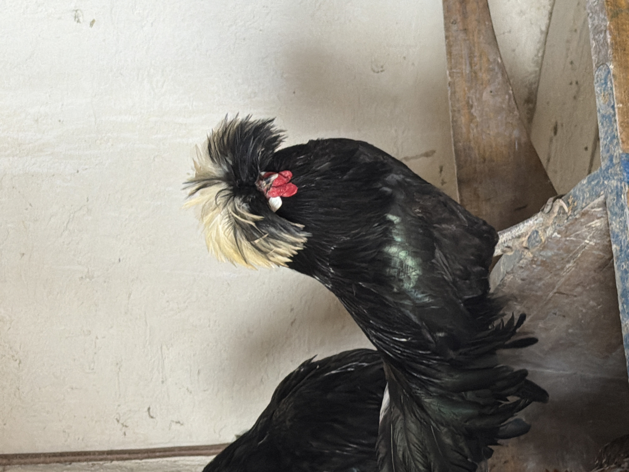 A black chicken with a distinctive crest of blonde and black feathers stands on a wooden perch in front of a textured, off-white wall. The chicken has red wattles and comb. Another black chicken is partially visible to the left. The scene appears to be an indoor enclosure, possibly a coop. The image was taken in Velykyi Khodachkiv, Ukraine.