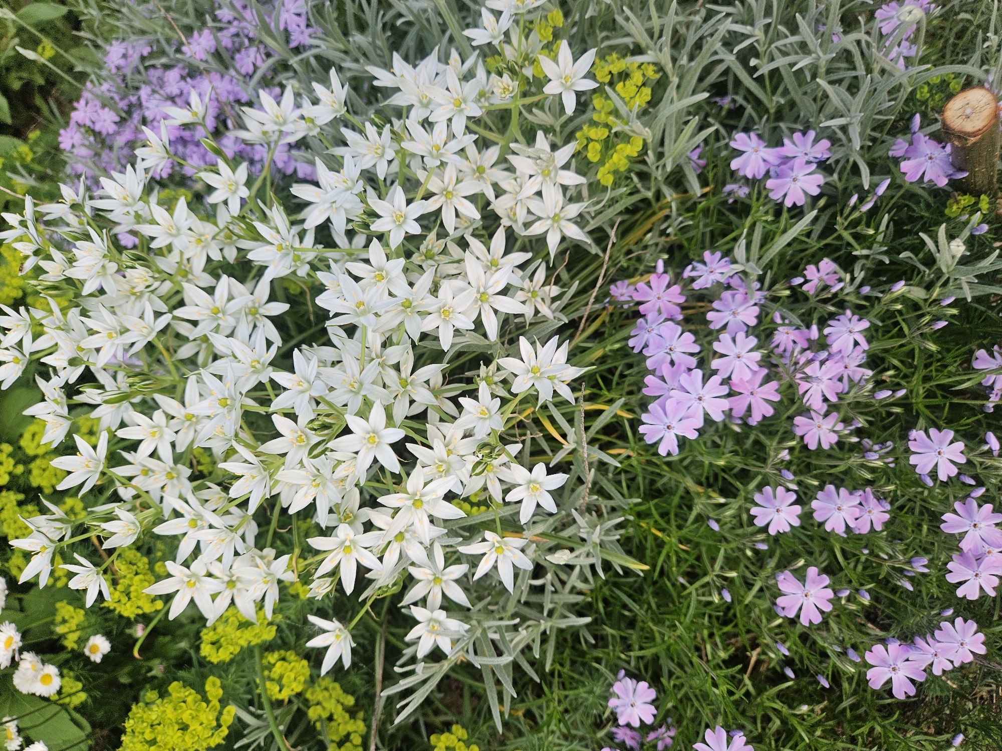 This is an eye-level, outdoor photograph of a variety of flowering plants taken in Rodniki, Russia. A large cluster of white flowers with six narrow petals and yellow centers dominates the image, positioned on the left and center. To the right, a patch of light purple flowers with five petals is visible. Yellow-green foliage dots the perimeter of the image, and the background includes silvery-green plants. A sawn wooden stump is present in the upper right area. The scene consists of a variety of plants and flowers. There are no people present in the image.