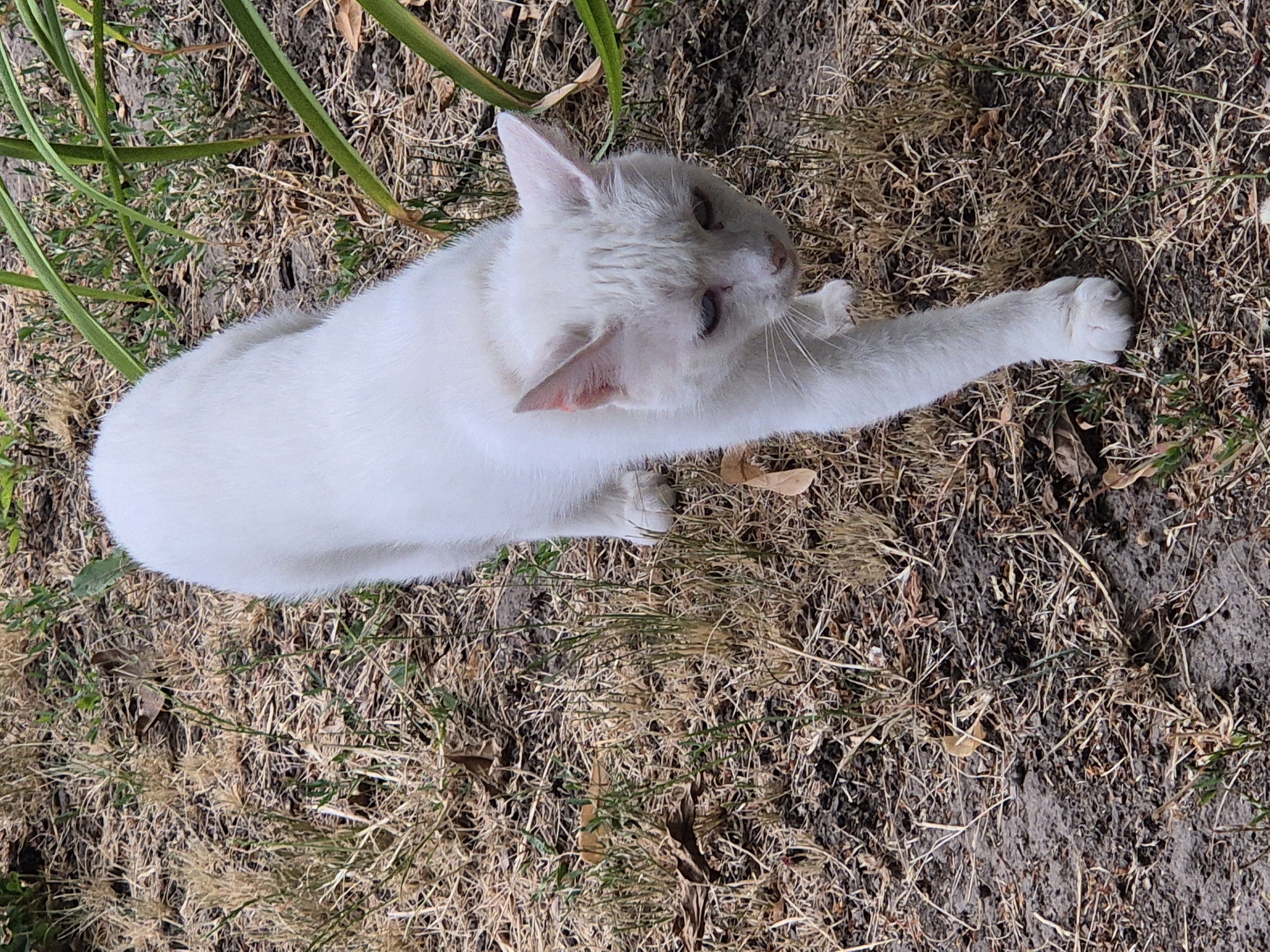 A white cat with blue eyes walks on dry grass and dirt. The cat is facing down and to the right. There are green plants to the right of the cat. The ground is mostly dry and brown, with some patches of green grass and dark soil. The image appears to be taken outdoors in natural light.