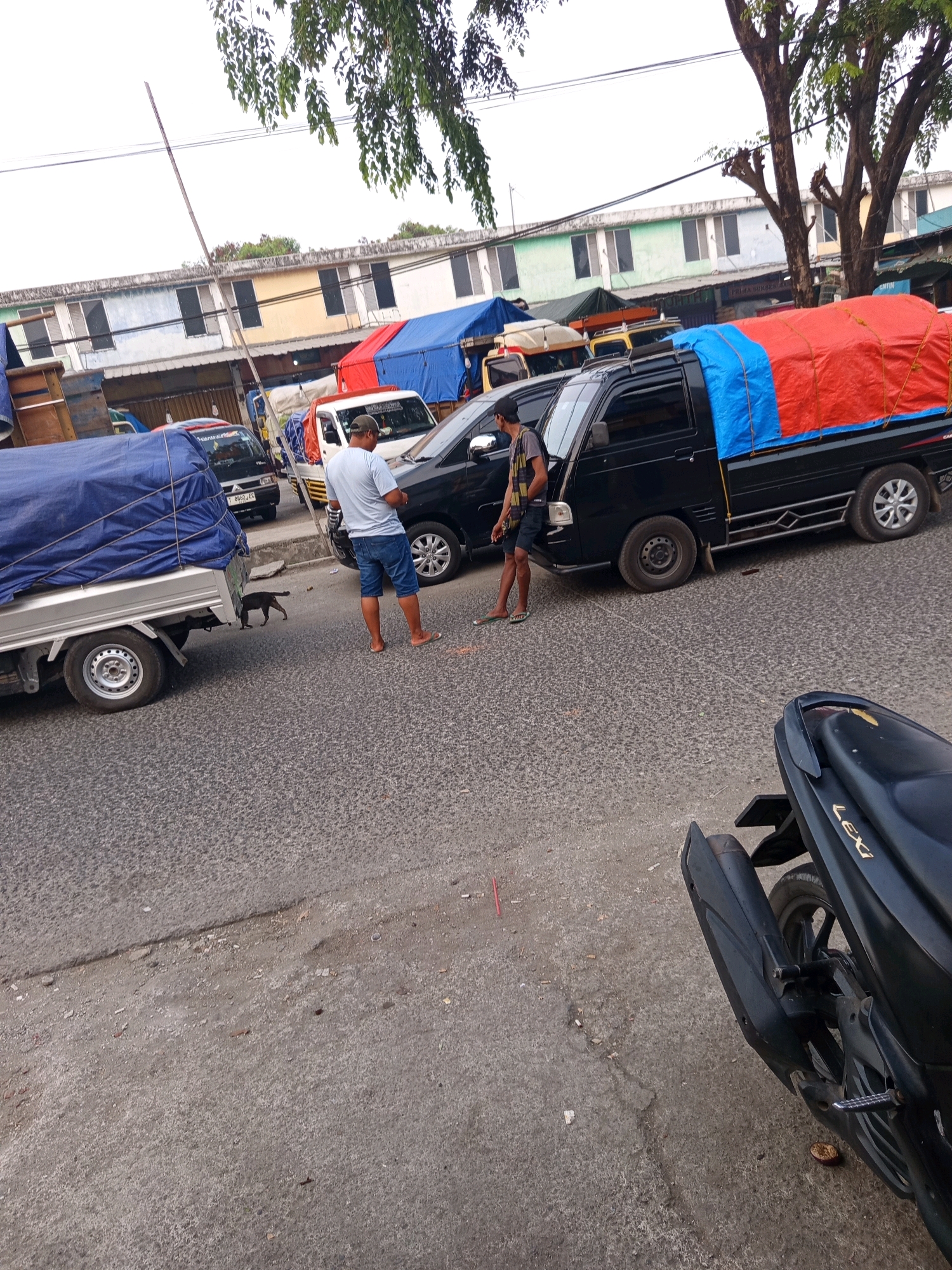 In Karawang, Indonesia, this image captures a street scene with several vehicles and two individuals. A black pickup truck is parked with a cargo bed covered by a red and blue tarp. To its left, a light-colored utility truck with a blue tarp is also parked. A man wearing a light blue t-shirt, denim shorts, and flip-flops stands between these two vehicles, facing the pickup truck. Beside him, a person wearing a dark t-shirt, shorts, and sandals stands with their back to the camera, looking towards the pickup truck's driver's side. A small black cat is visible on the asphalt between the utility truck and the pickup truck. In the foreground, the rear section of a black motorcycle with the word "LEXI" on it is parked. The background shows a row of buildings with multi-colored facades and windows. The ground is paved with asphalt and some debris is scattered on it.