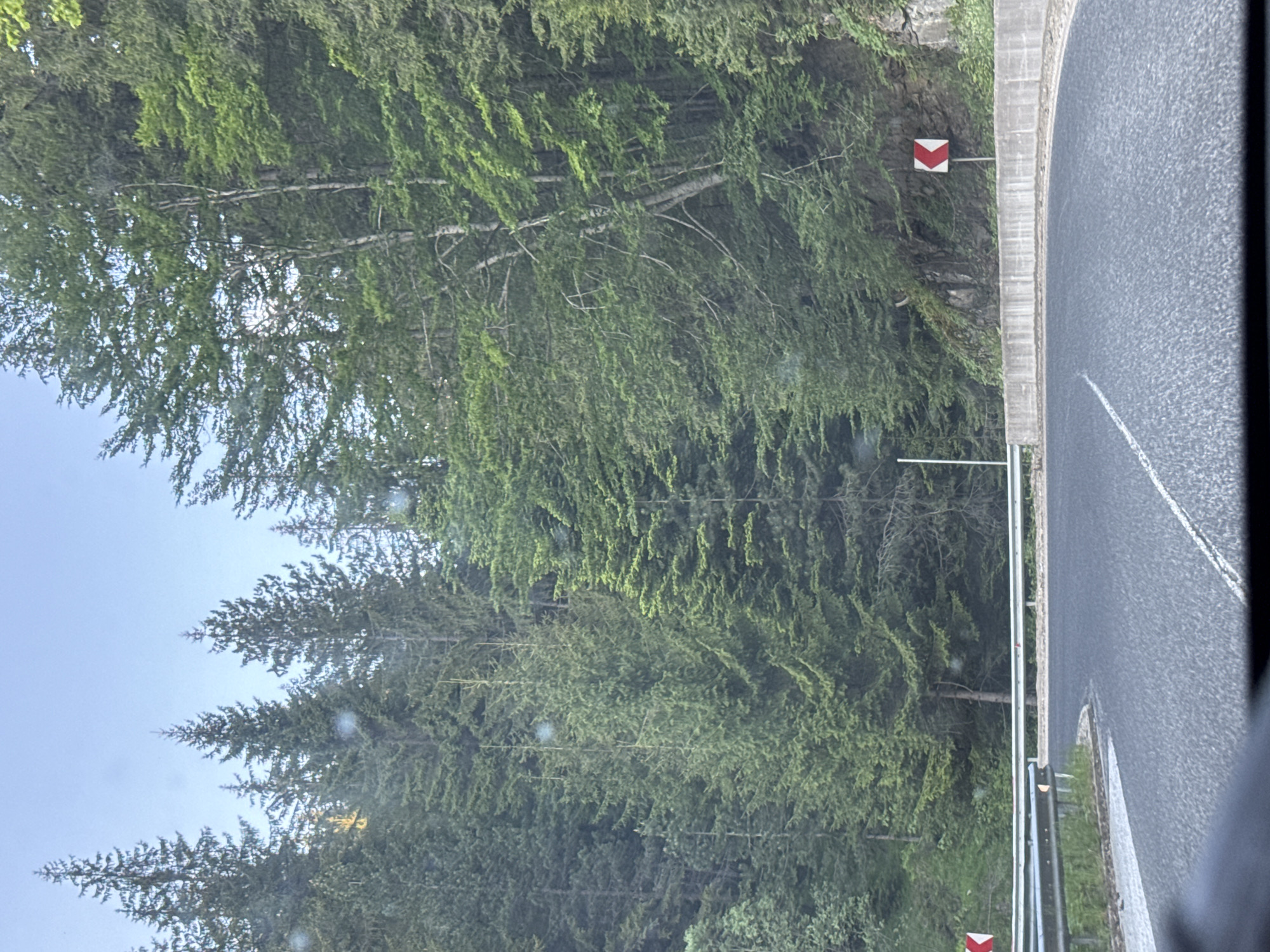 The image displays a winding asphalt road cutting through a densely forested mountainous landscape in Sokolovtsi, Bulgaria. The road curves sharply to the left in the immediate foreground, then transitions into a right-hand bend further ahead. The asphalt surface is dark grey with a solid white line on the inner edge of the left curve and a broken white line indicating the center or edge on the right. Metal guardrails are present on both sides of the road, with a darker grey rail on the left and a lighter silver rail on the right side of the first curve. A grey concrete retaining wall supports the embankment on the right side of the road. Two red and white chevron hazard signs are visible: one partially obscured on the far left indicating a left turn, and another on the right indicating a right turn. The forest consists predominantly of tall, dense evergreen trees, likely conifers, interspersed with some deciduous trees featuring lighter green foliage and visible light-colored trunks, particularly on the right slope. The sky is a light blue, visible between the treetops. The perspective suggests the image was captured from inside a vehicle, with a dark dashboard or frame visible at the bottom of the frame and some circular light reflections or smudges on what appears to be a windshield. No people or animals are visible.