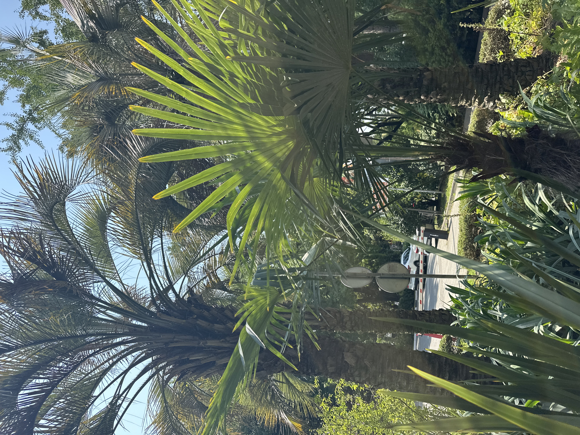 The image depicts a sunny outdoor scene, likely in Sochi, Russia, characterized by lush tropical vegetation, primarily palm trees and leafy plants. In the foreground, several tall, mature palm trees with rough, textured trunks dominate the view, their fronds reaching upwards towards a clear blue sky. One large palm tree on the left has dark, dense foliage, while a palm tree in the center-right displays vibrant green, fan-shaped leaves that are brightly illuminated by sunlight, with some tips appearing yellow. In the immediate foreground, a dense cluster of long, slender, green leaves creates a natural barrier, obscuring the lower portions of the scene.
In the mid-ground, a white car is visible on a paved road, suggesting a residential or public area. A white barrier gate is partially open, and two circular signs are mounted on a pole. The background consists of more greenery, including trees and shrubs, indicating a well-maintained landscape. The overall impression is one of a warm, pleasant day in a verdant environment. The image captures a snapshot of a typical day in a city known for its subtropical climate and abundant greenery, like Sochi.