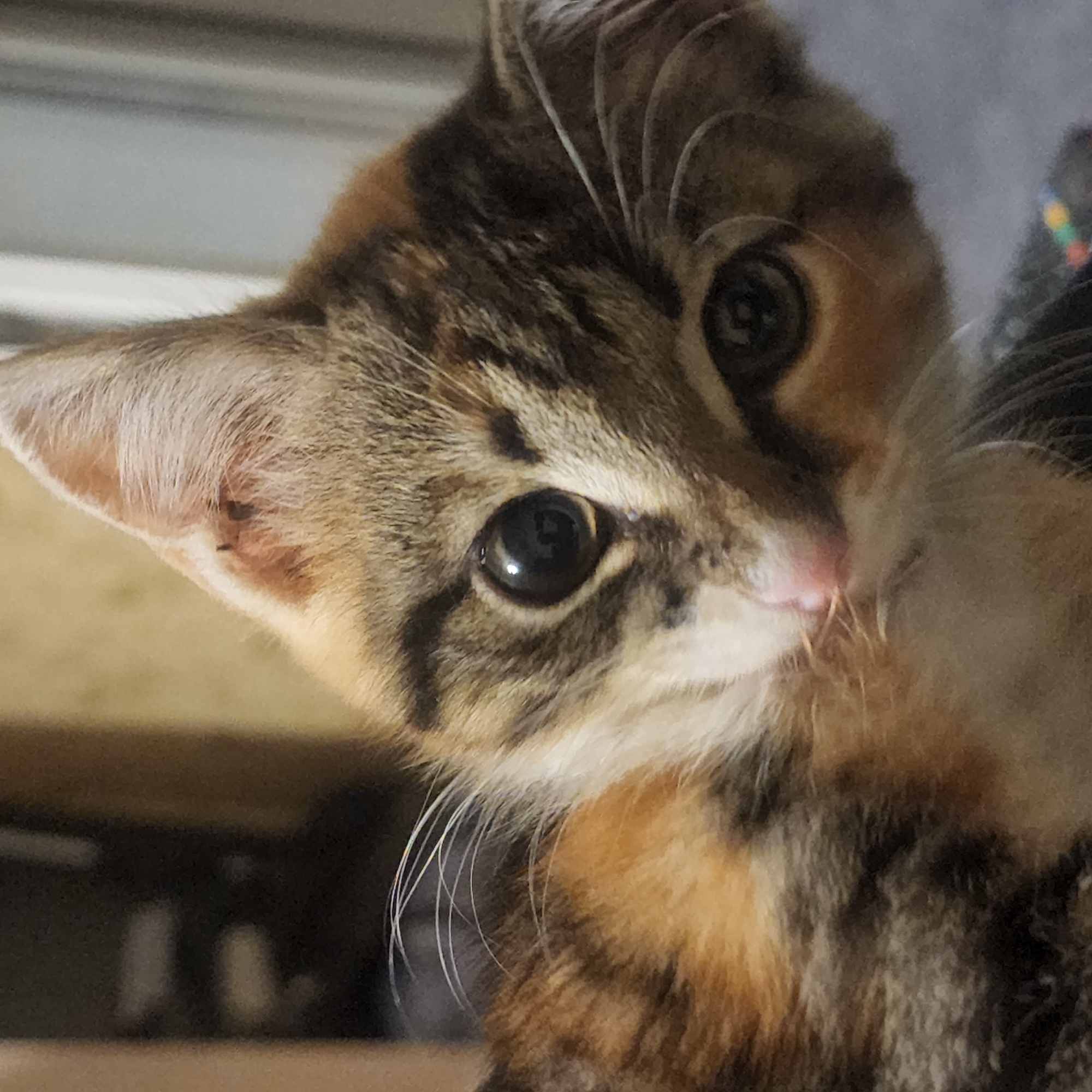 The image is a close-up, portrait-style photograph of a calico kitten. The kitten is positioned with its head tilted, looking directly at the camera. Its fur exhibits patches of orange, black, and white. The kitten has large, dark eyes with visible reflections, indicating a light source. Prominent whiskers extend from its muzzle. The background is blurred and dark, suggesting an indoor setting. There is no visible indication of location in Moscow, Russia.