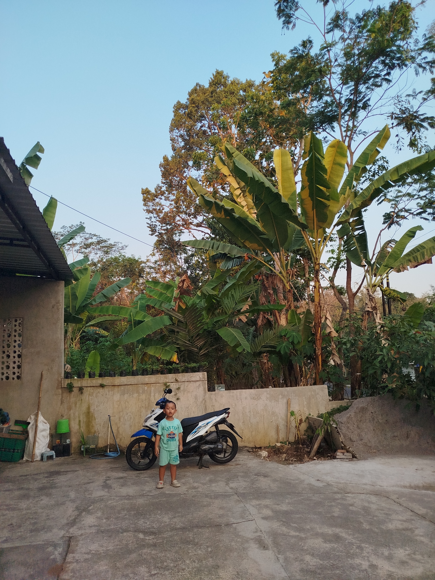 The image depicts a child standing in a yard with a motorcycle parked nearby. The setting appears to be a residential area in Sewurejo, Indonesia, characterized by lush vegetation, including banana trees, and a modest concrete structure. The child, a young boy, is wearing a light blue t-shirt and shorts. He stands facing the camera, with a neutral expression. To his left, a white and blue motorcycle is parked. Behind them, a low concrete wall separates the yard from a dense area of trees and foliage. The ground is paved with concrete, showing some cracks. The overall atmosphere is one of a casual outdoor setting, possibly a backyard or front yard of a home. The sky is clear and blue, suggesting daytime.