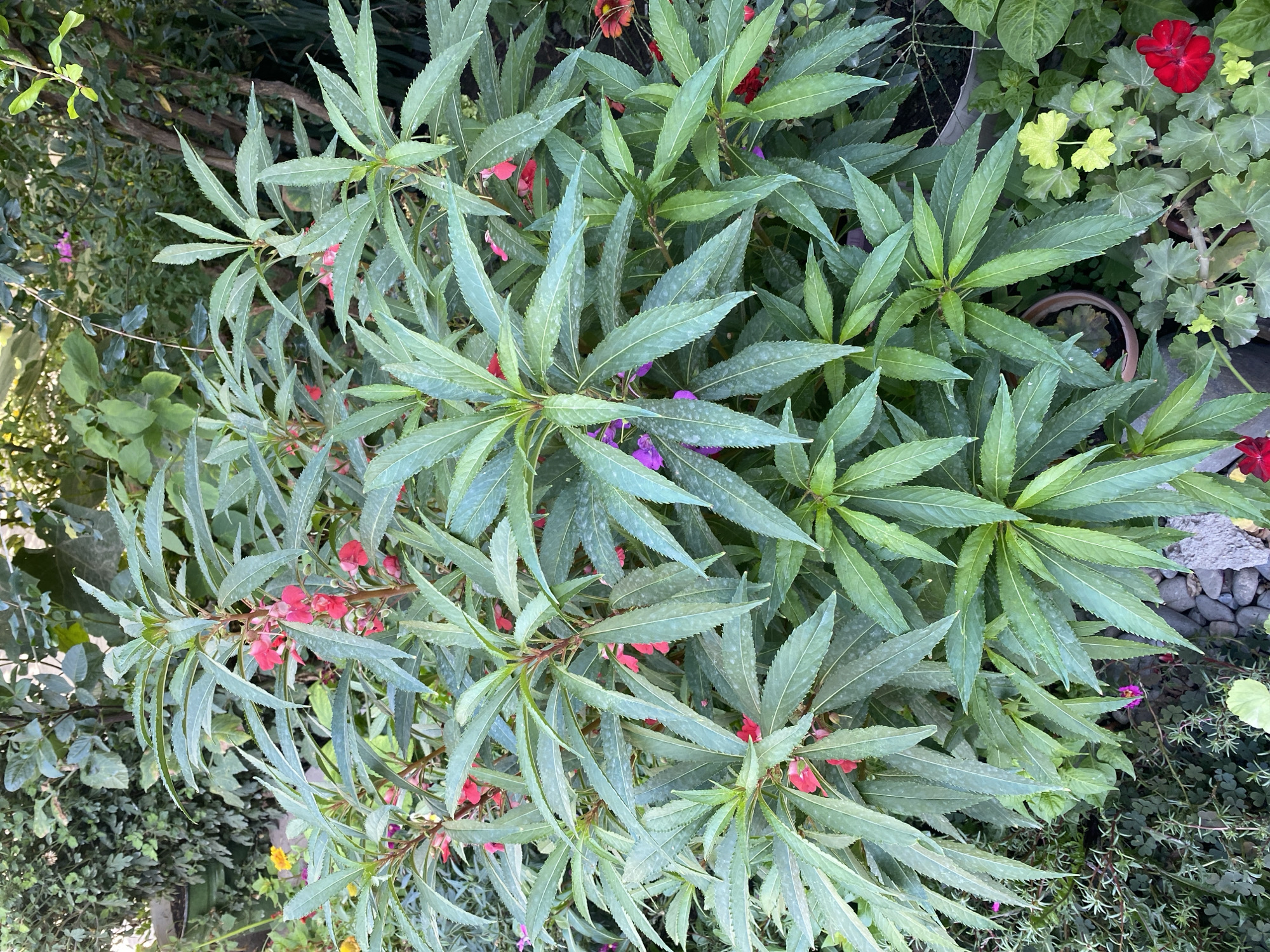 The image depicts a close-up, eye-level view of a dense cluster of Impatiens balsamina plants with predominantly green foliage. Some of the plants bear small, bright pink and purple flowers, interspersed with a few red flowers visible at the lower right and bottom edges. The plants appear to be growing outdoors, likely in a garden setting within the city of Taygaraev, Kyrgyzstan. The lighting suggests it is daytime. The background is a blur of more greenery and some visible foliage from other plants. There are no people or animals present in the image. The scene is dominated by the lush vegetation and the vibrant colors of the flowers.