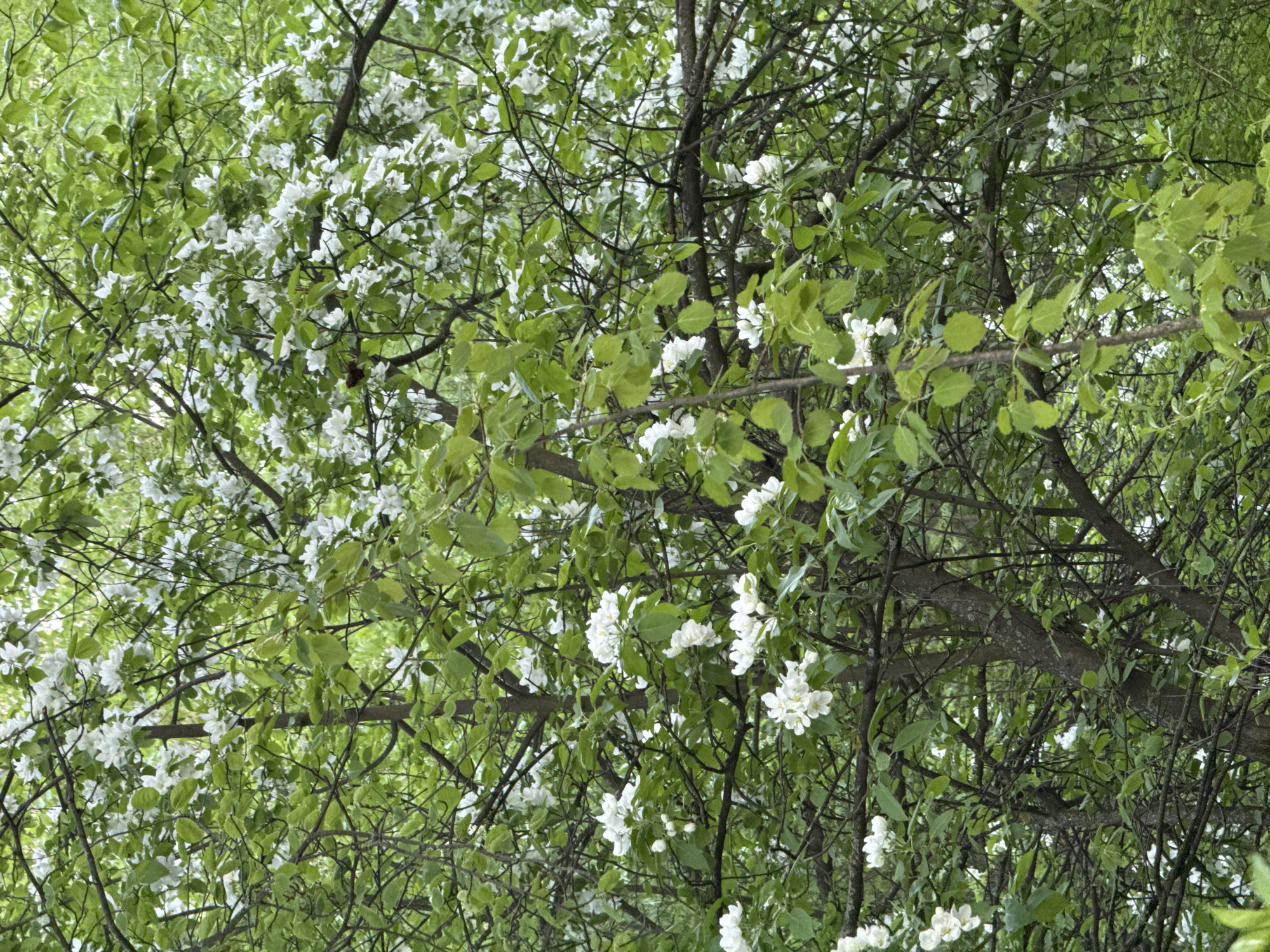 The image depicts a tree in full bloom with white flowers and green leaves. It appears to be springtime. The tree's branches and blossoms fill most of the frame. The location in Izhevsk, Russia is not visibly apparent from the image itself. The scene contains no people, animals, or identifiable objects other than the tree. The primary subject is the flowering tree and the environment is a natural setting. No actions or interactions are depicted.