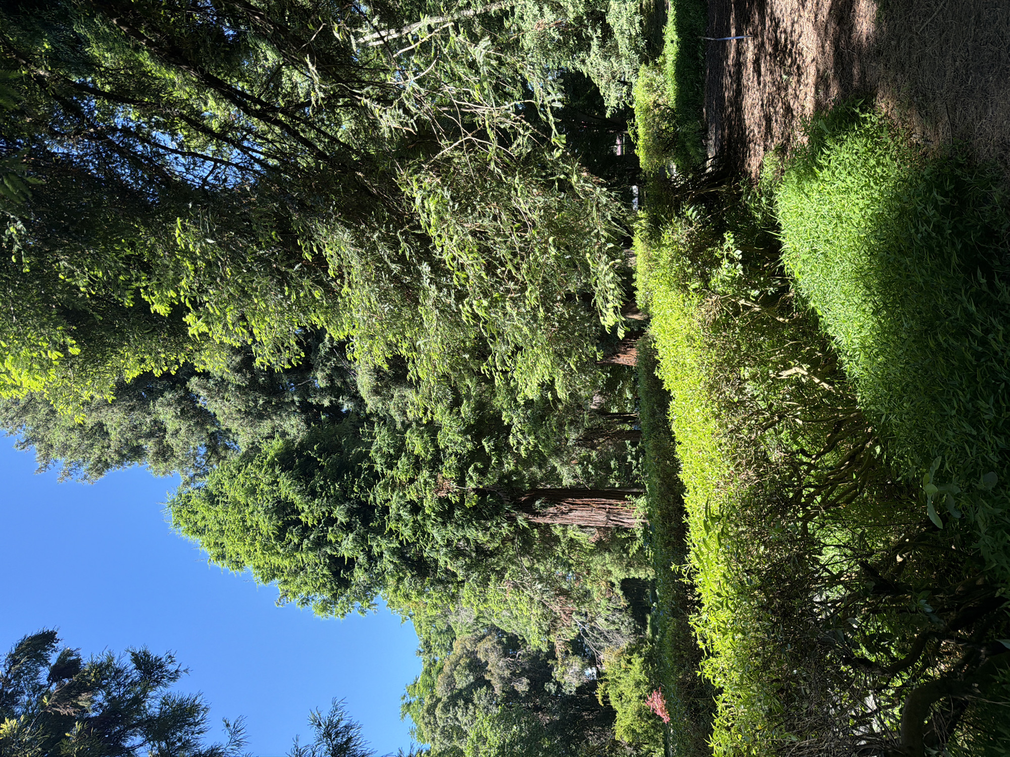 The image depicts a sunlit park or botanical garden with a variety of trees and lush greenery. In the foreground, a well-maintained hedge runs horizontally across the frame, with bright green grass growing around its base. Behind the hedge, a variety of mature trees dominate the scene, including what appears to be a large redwood tree with reddish-brown bark. The canopy of these trees forms a dense ceiling, allowing dappled sunlight to filter through. The sky is a clear, vibrant blue, indicating fair weather. The ground is covered with a mix of mulch and pine needles, suggesting a natural, wooded environment. There are no people or animals visible in the image. The scene appears to be located in a temperate climate.
No information about the location in the city of Sirius, Russia, is available from the image.