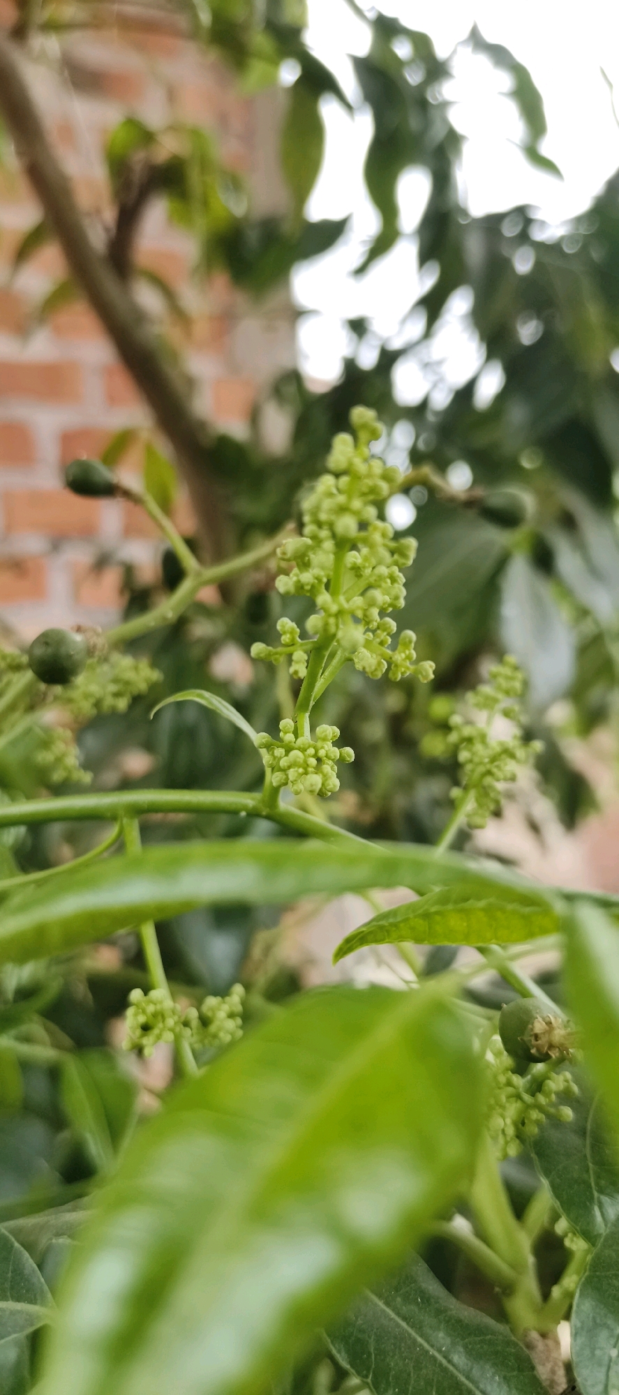 The image shows a close-up view of a tree branch with small green flower buds and developing fruit. The buds are clustered together on thin stalks, and some of the fruit appear to be round and green, with a slight stalk still attached. The leaves of the tree are a vibrant green and are unfocused in the foreground and background, creating a bokeh effect. In the background, out of focus, is a brick wall. The scene is lit by natural light, which creates highlights on the leaves and buds. The overall impression is one of new growth and the early stages of fruit development. The image was taken in Muaro Jambi, Indonesia.
